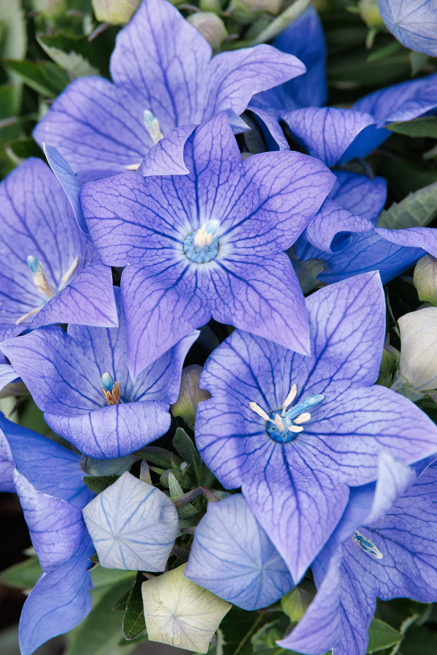 Sentimental Blue Balloon Flower 4 Sentimental Blue Balloon Flower