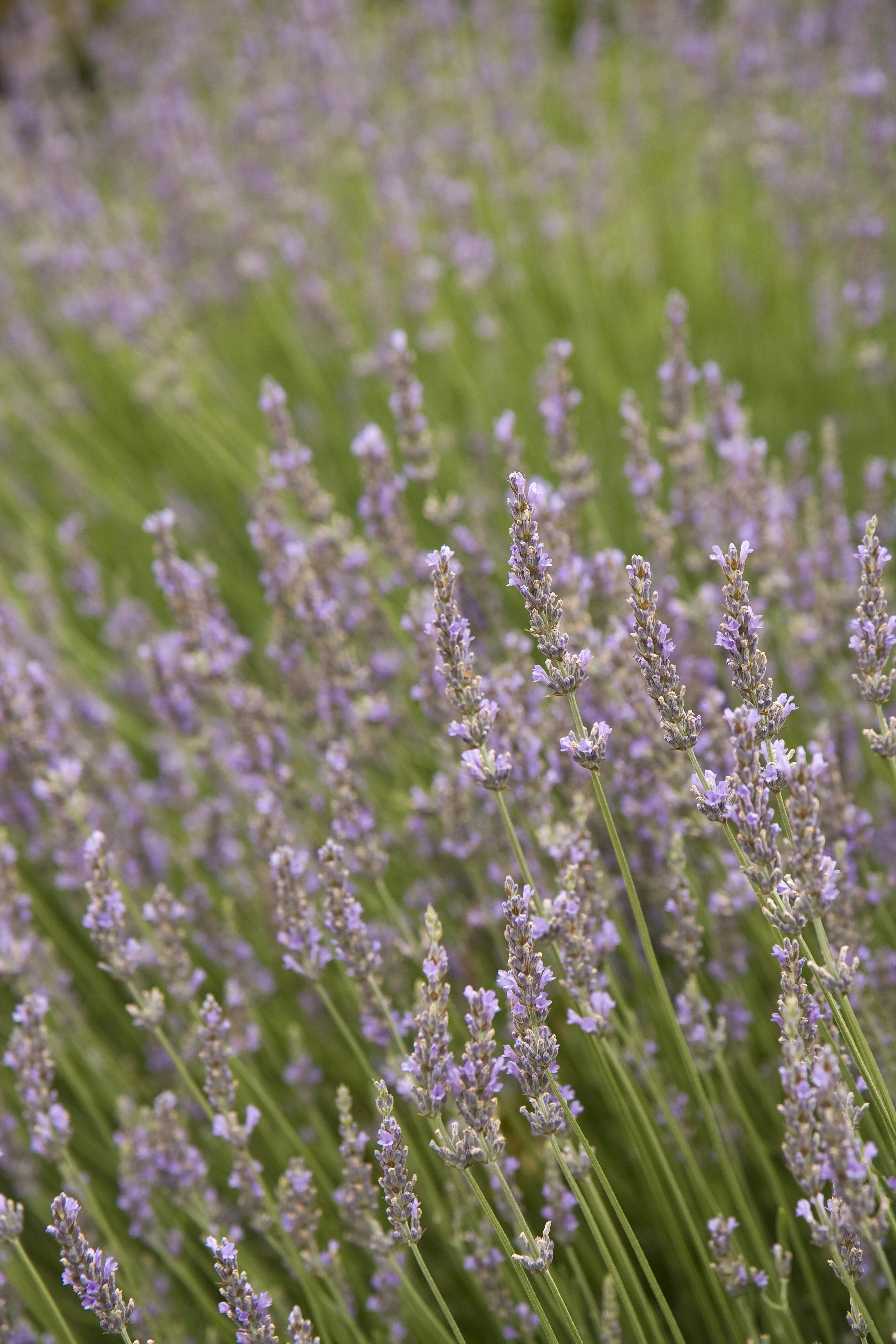Provence Lavender
