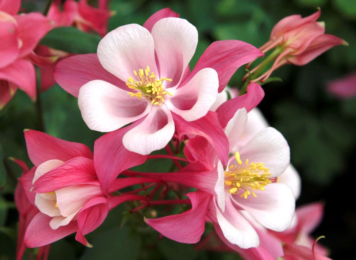 Origami Rose & White Columbine 7 Origami Rose & White Columbine