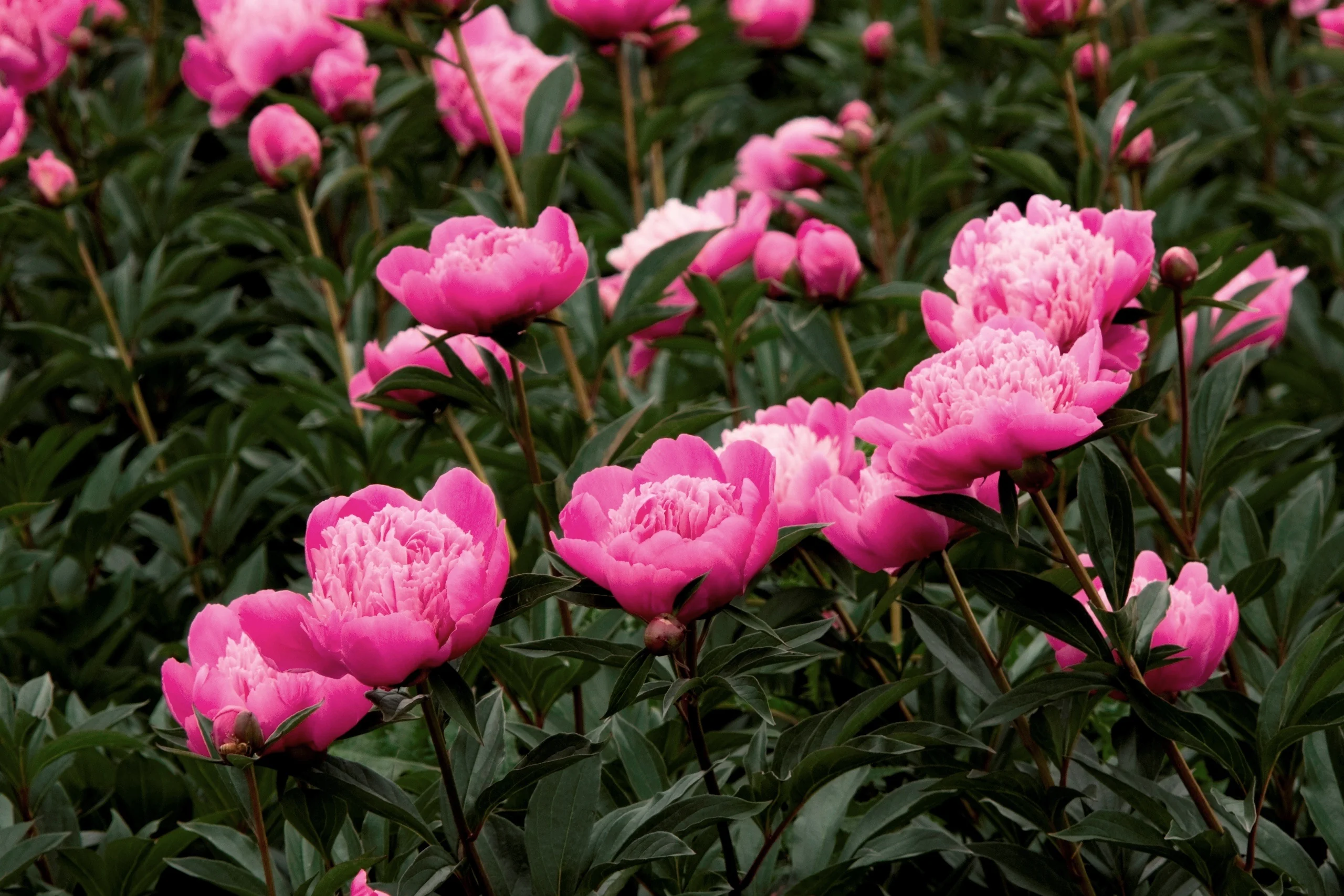 Madame Emile Debatene Double Peony 1 Madame Emile Debatene Double Peony