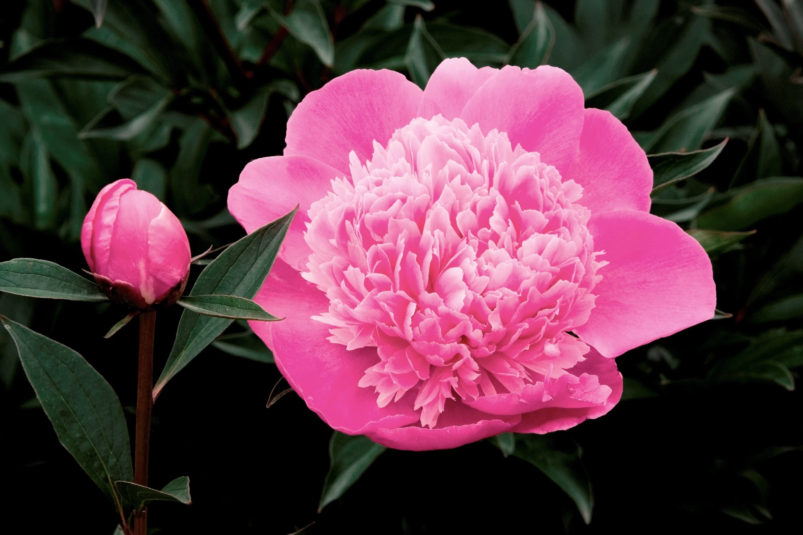 Madame Emile Debatene Double Peony 2 Madame Emile Debatene Double Peony