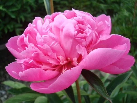 Madame Emile Debatene Double Peony 3 Madame Emile Debatene Double Peony