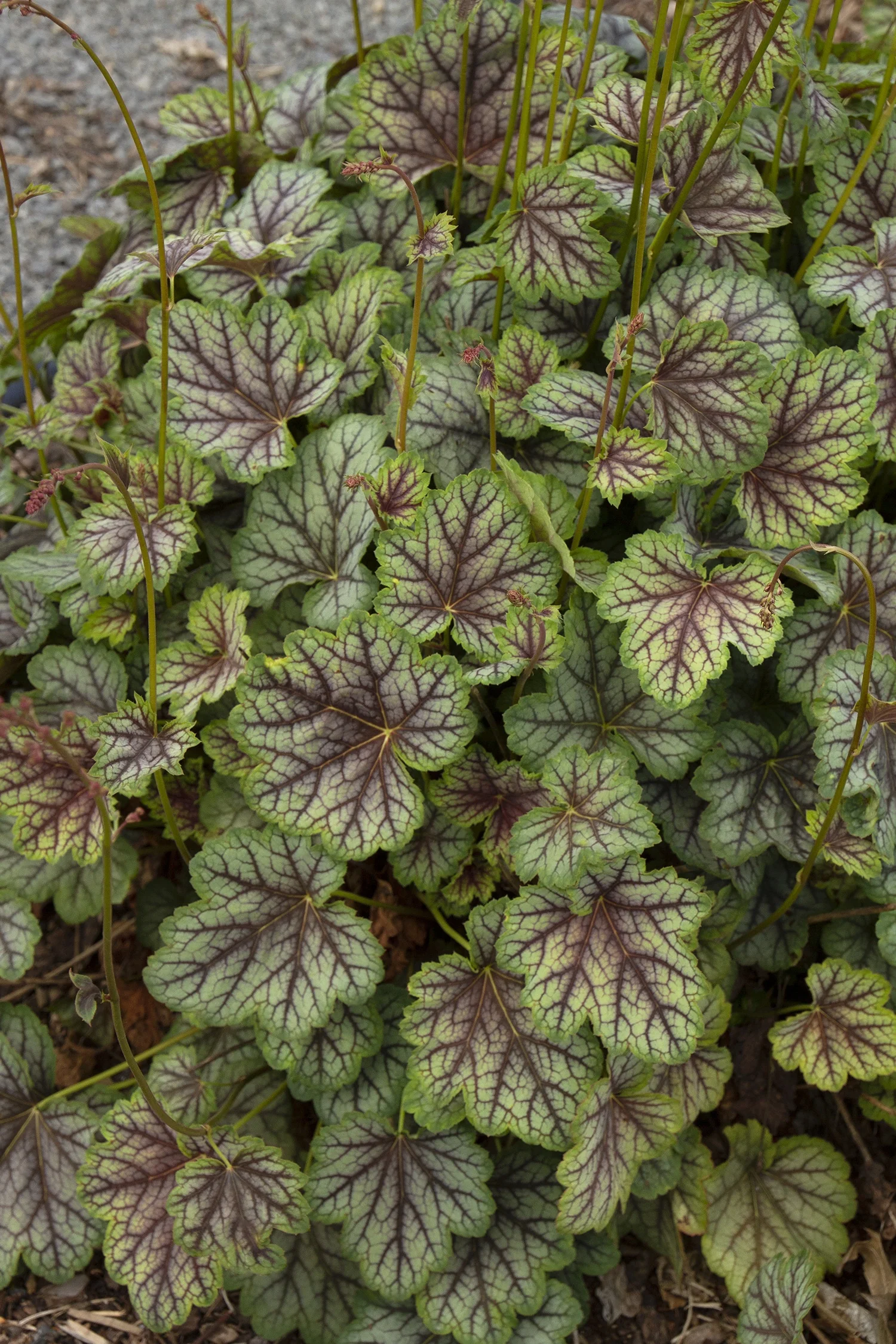Green Spice Heuchera 6 Green Spice Heuchera