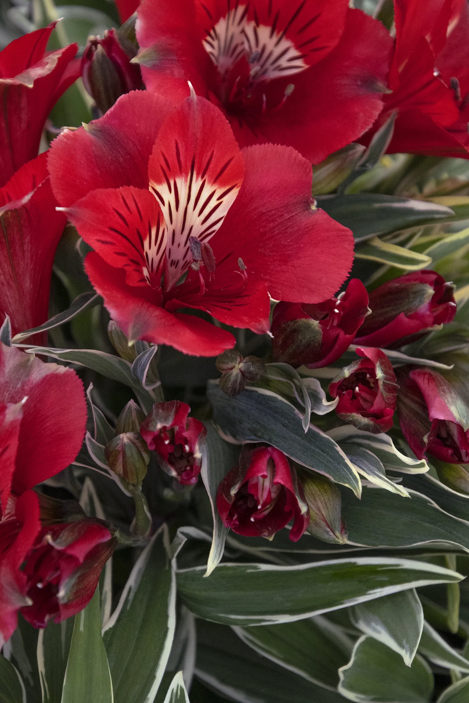 Colorita® Katiana® Peruvian Lily
