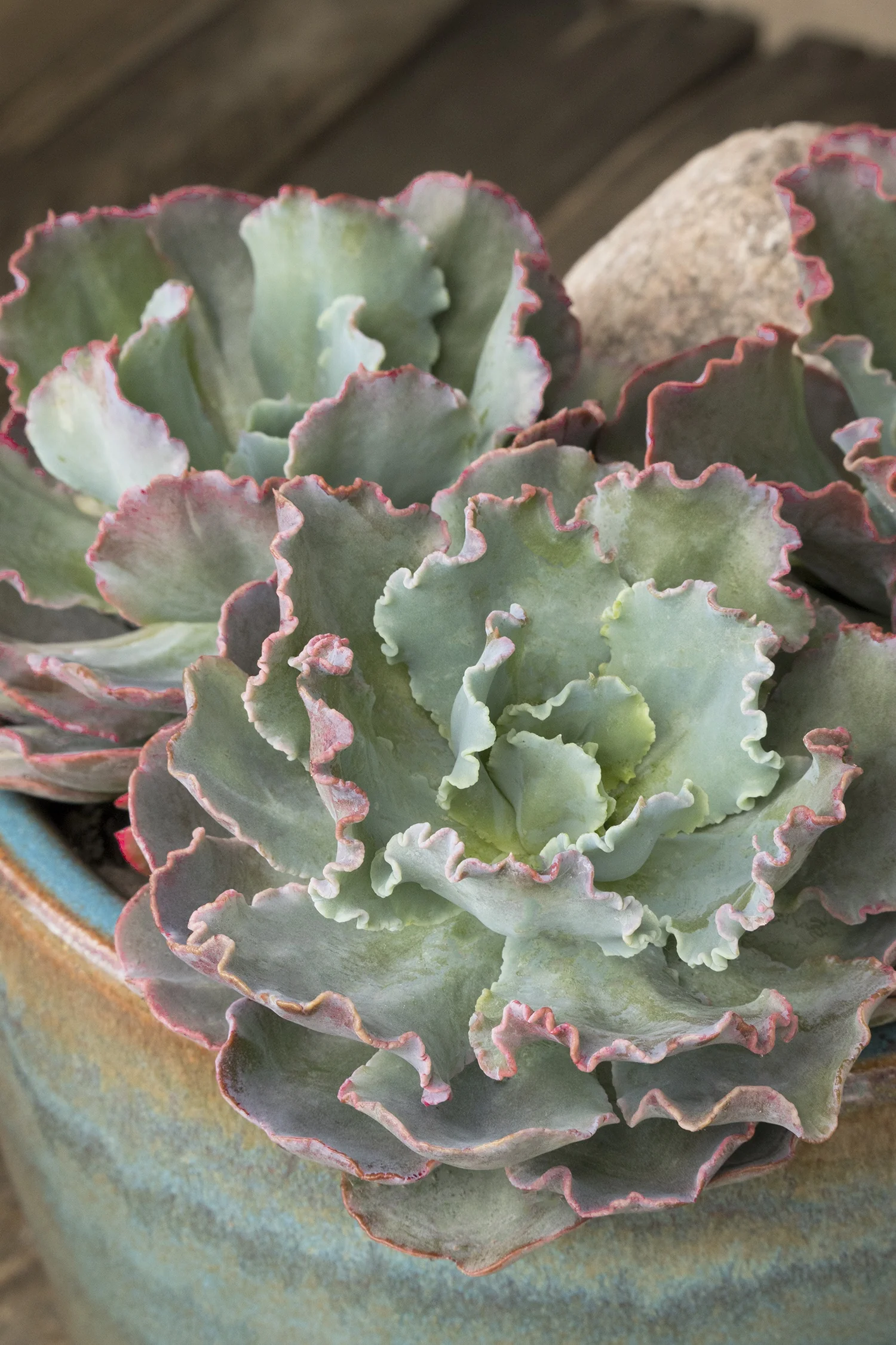 Ruffles Echeveria