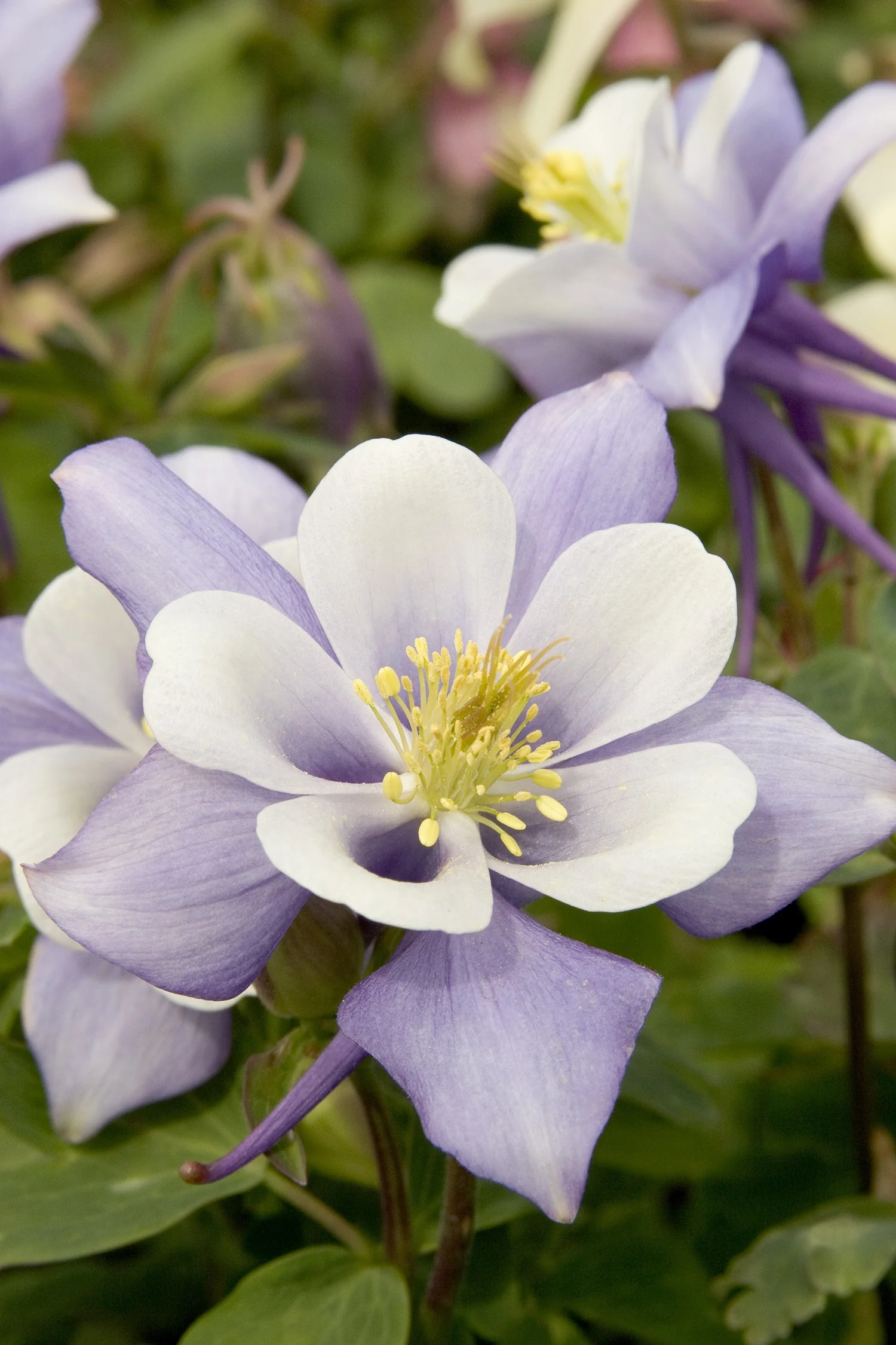 Origami Blue & White Columbine 3 Origami Blue & White Columbine