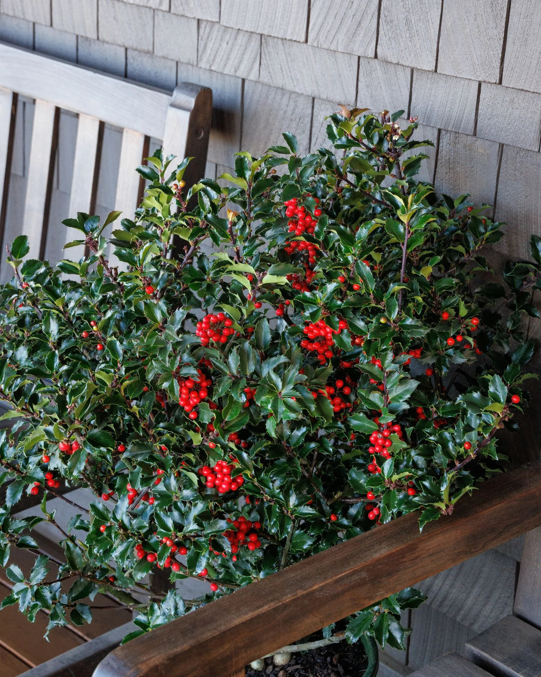 Berri-Magic® Royalty Holly Combination 10 Berri-Magic® Royalty Holly Combination