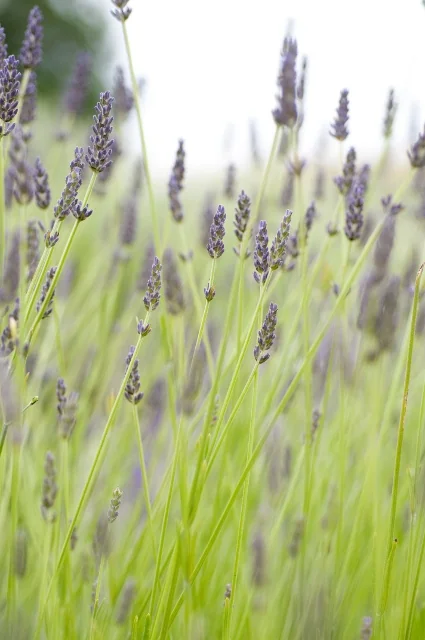 Hidcote Giant Lavender 5 Hidcote Giant Lavender