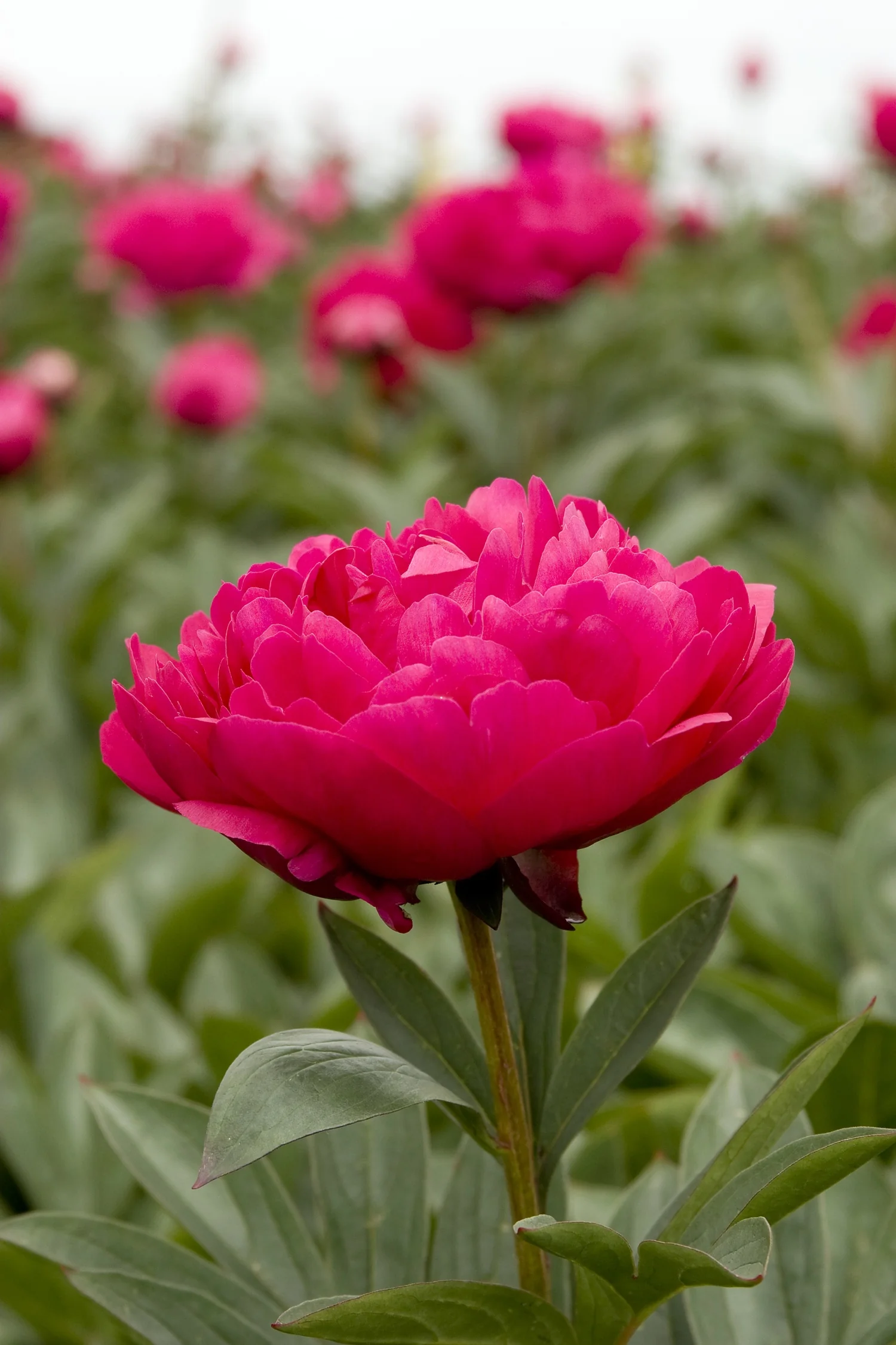 Kansas Double Peony