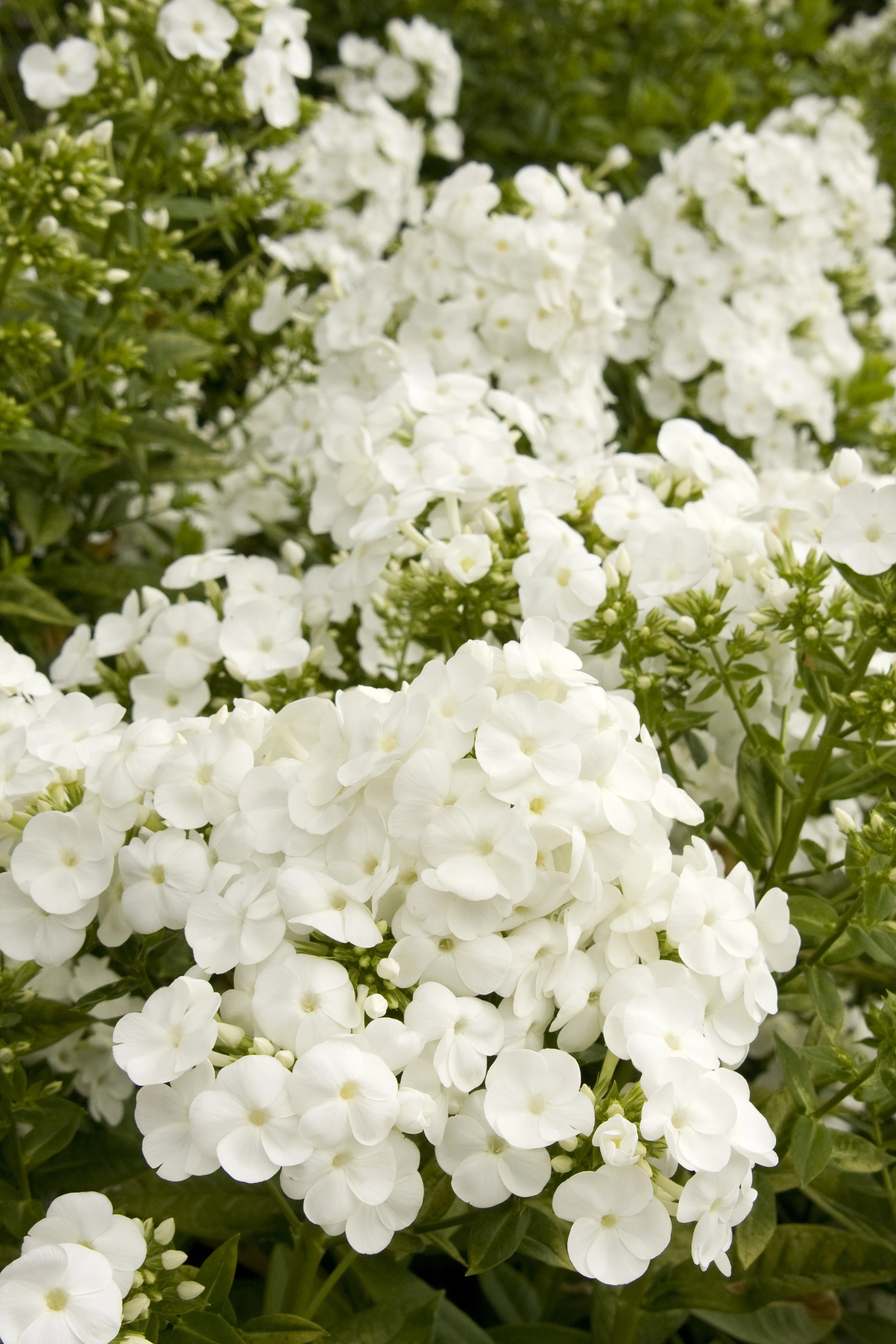 Ice Cap Garden Phlox 3 Ice Cap Garden Phlox