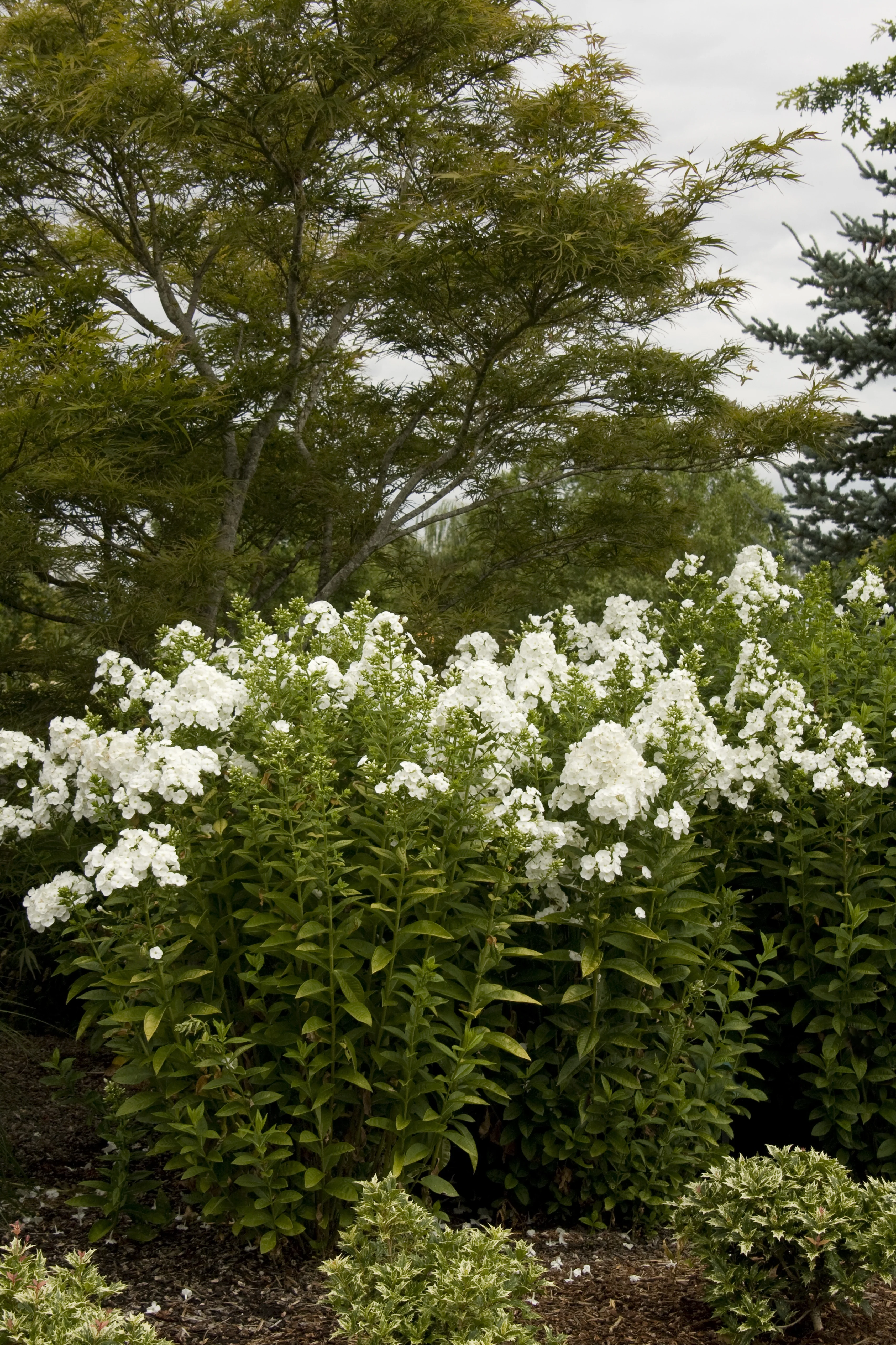 Ice Cap Garden Phlox 2 Ice Cap Garden Phlox