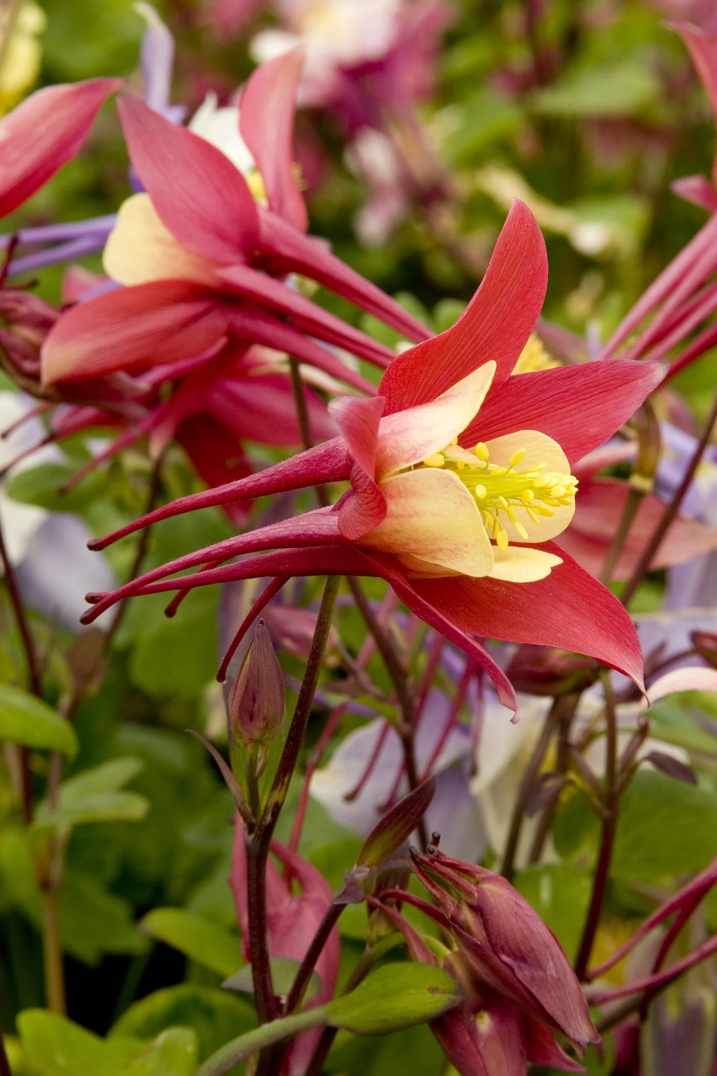 Origami Red & White Columbine 1 Origami Red & White Columbine