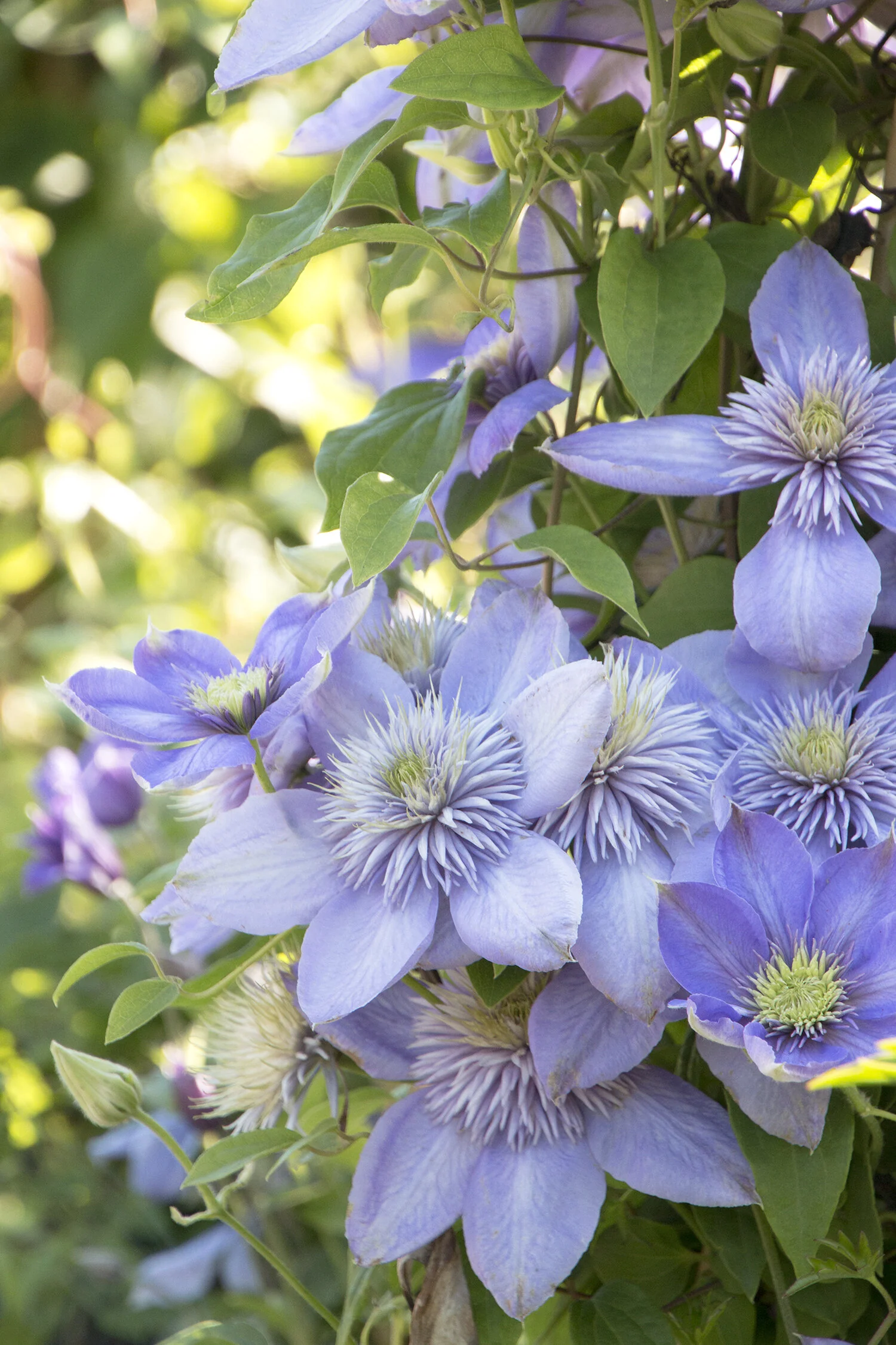 Blue Light® Clematis 7 Blue Light® Clematis