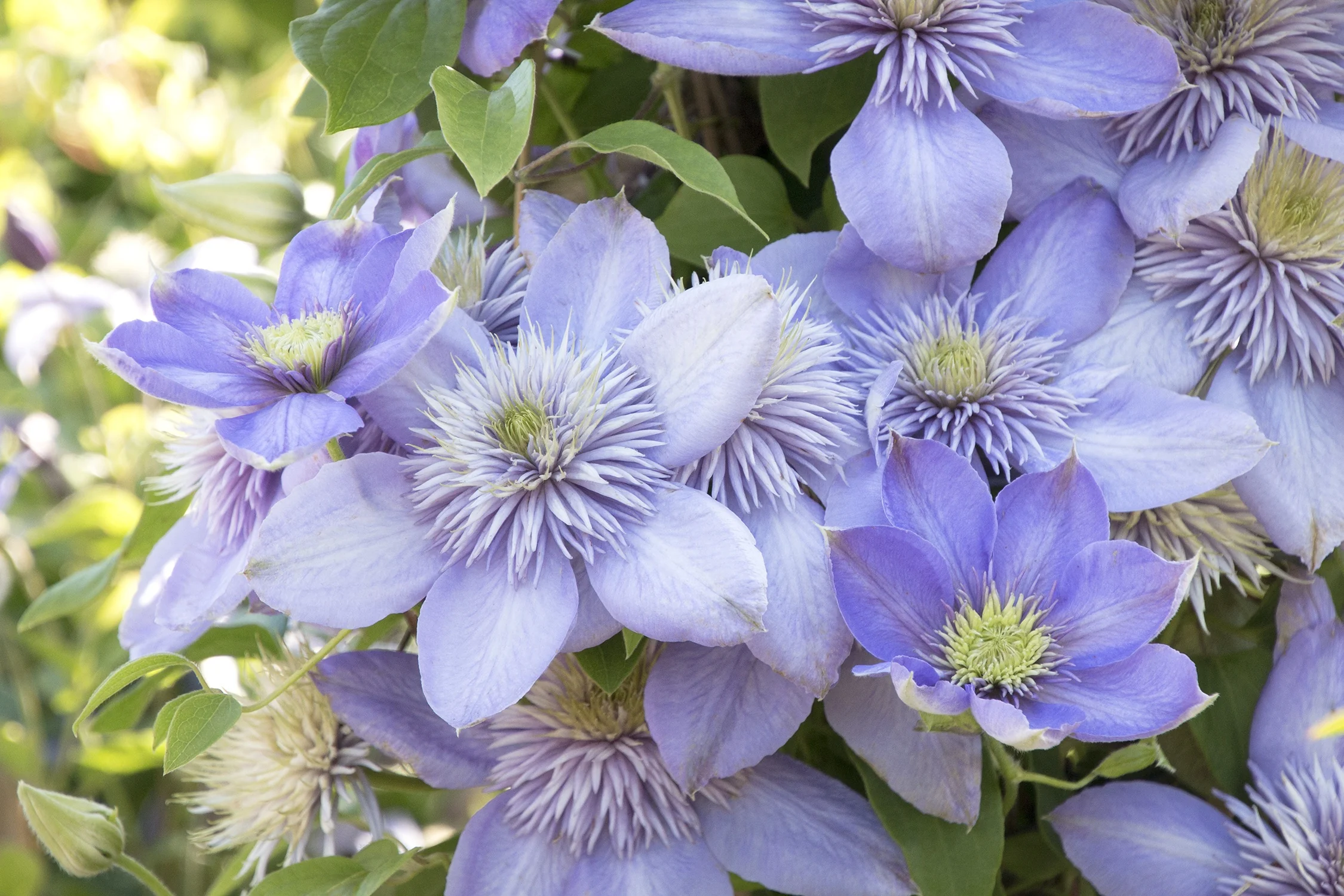 Blue Light® Clematis