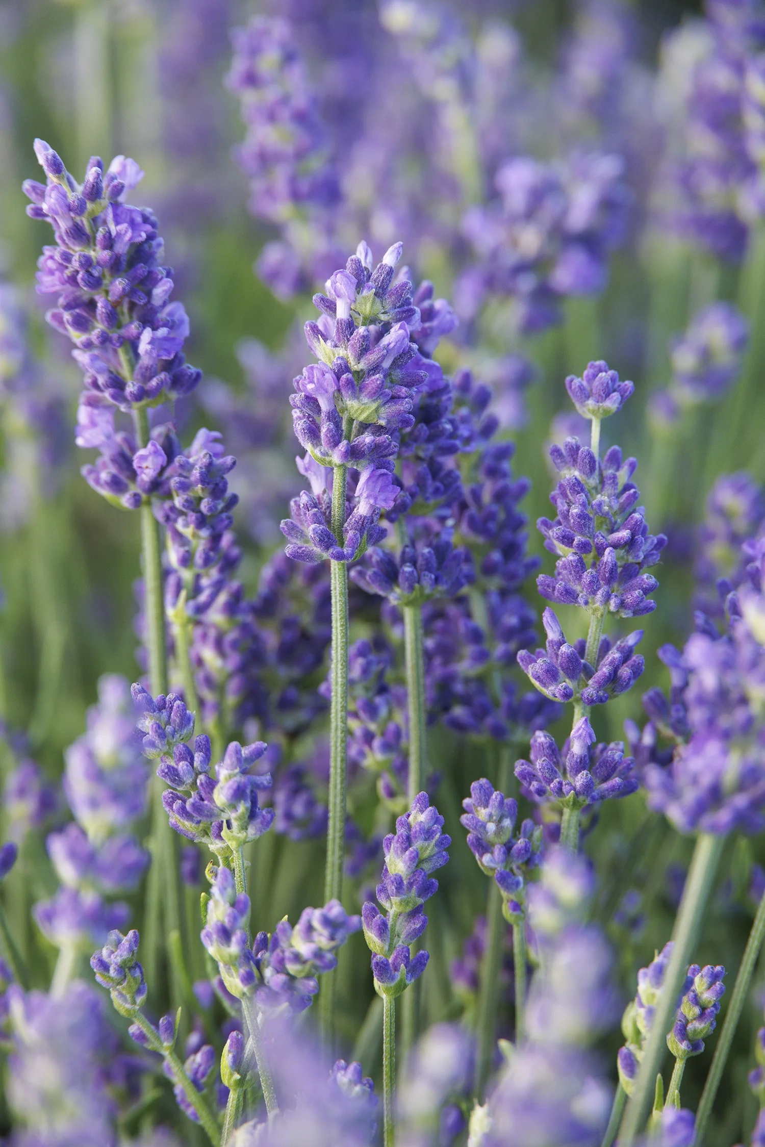 Vintro™ Blue English Lavender 4 Vintro™ Blue English Lavender