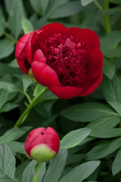 Red Charm Double Peony 5 Red Charm Double Peony