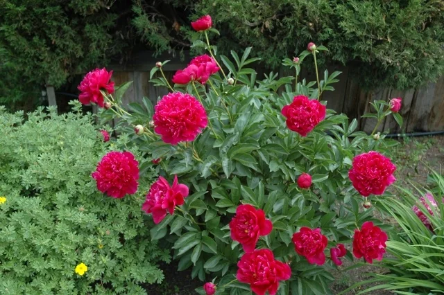 Felix Crousse Peony