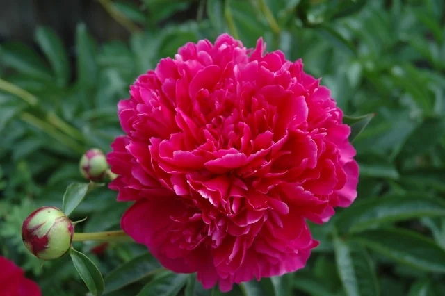Felix Crousse Peony
