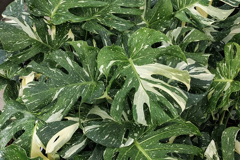 Thai Constellation Monstera 13 Thai Constellation Monstera
