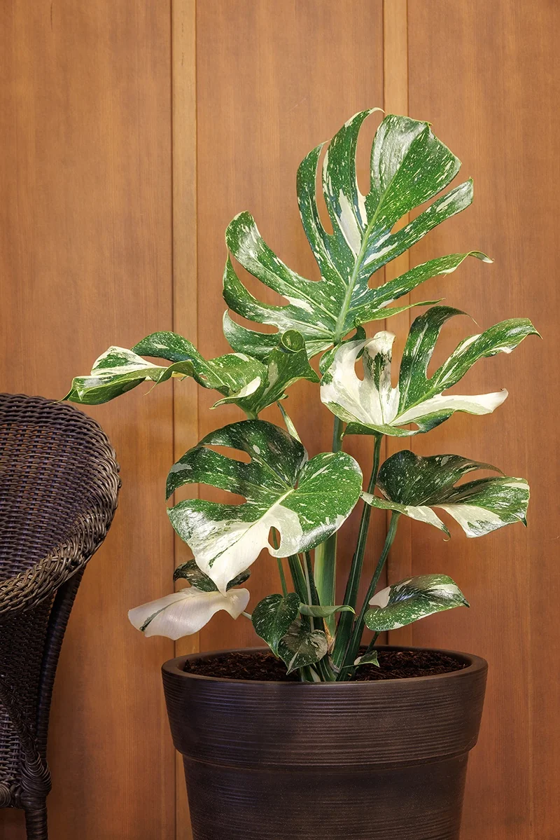 Thai Constellation Monstera 2 Thai Constellation Monstera