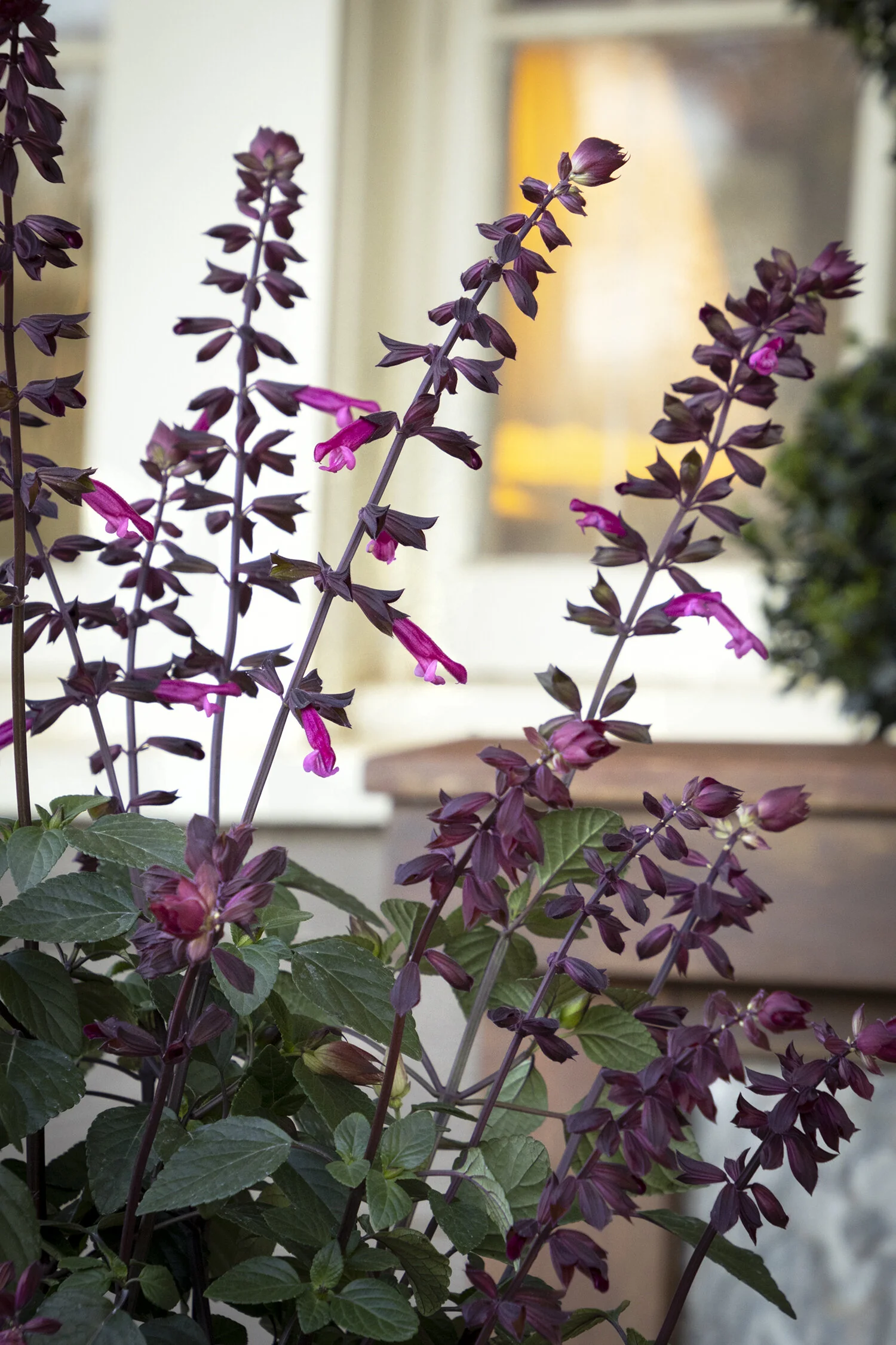Skyscraper™ Dark Purple Salvia