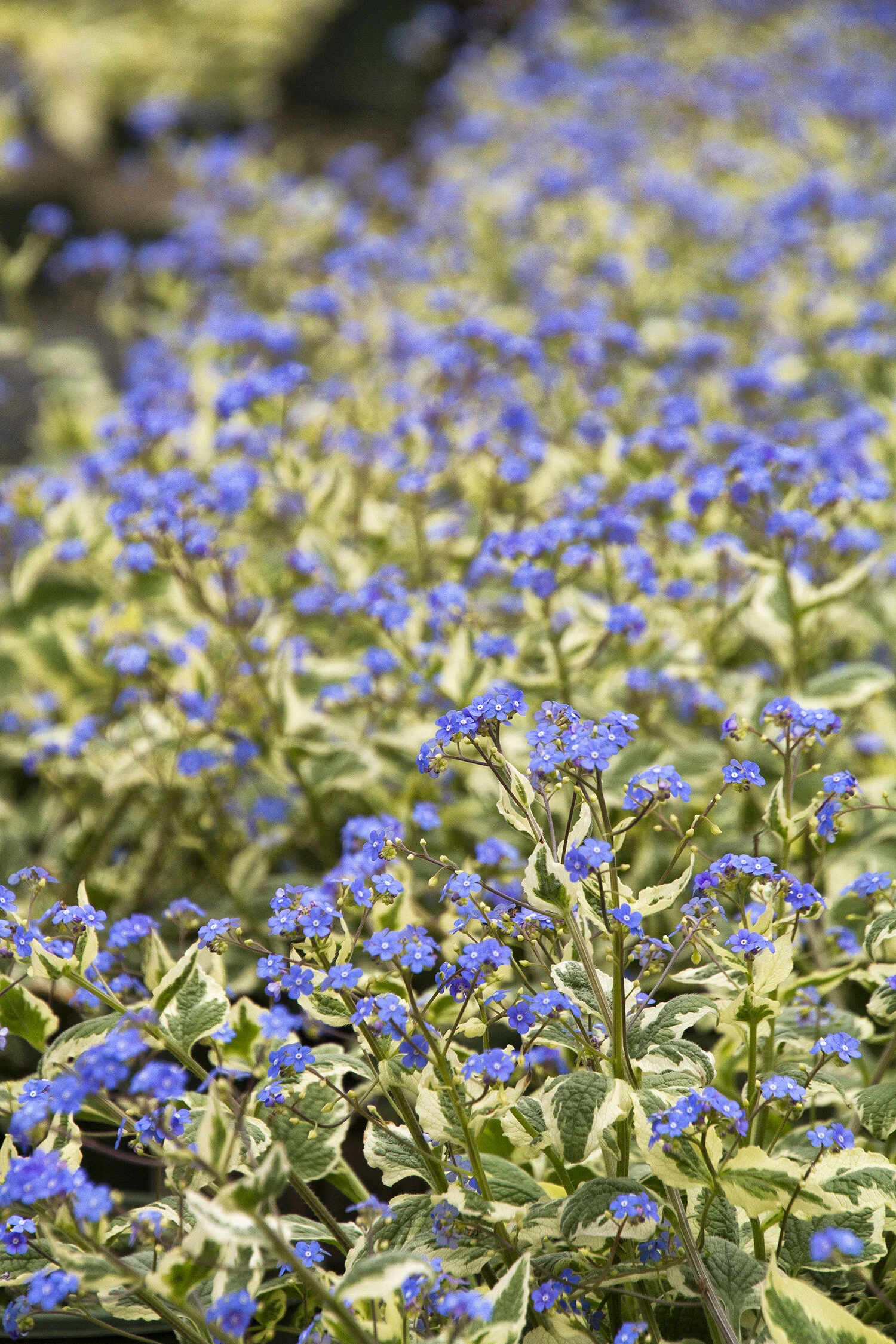 Variegated Brunnera 2 Variegated Brunnera