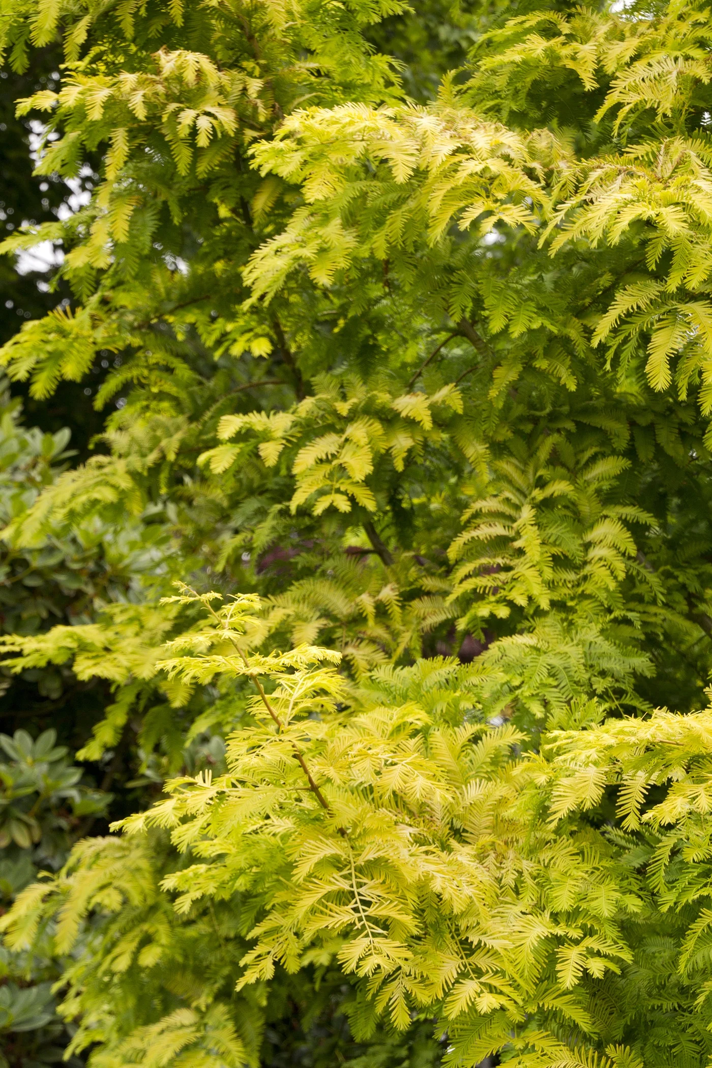 Gold Rush Dawn Redwood 1 Gold Rush Dawn Redwood