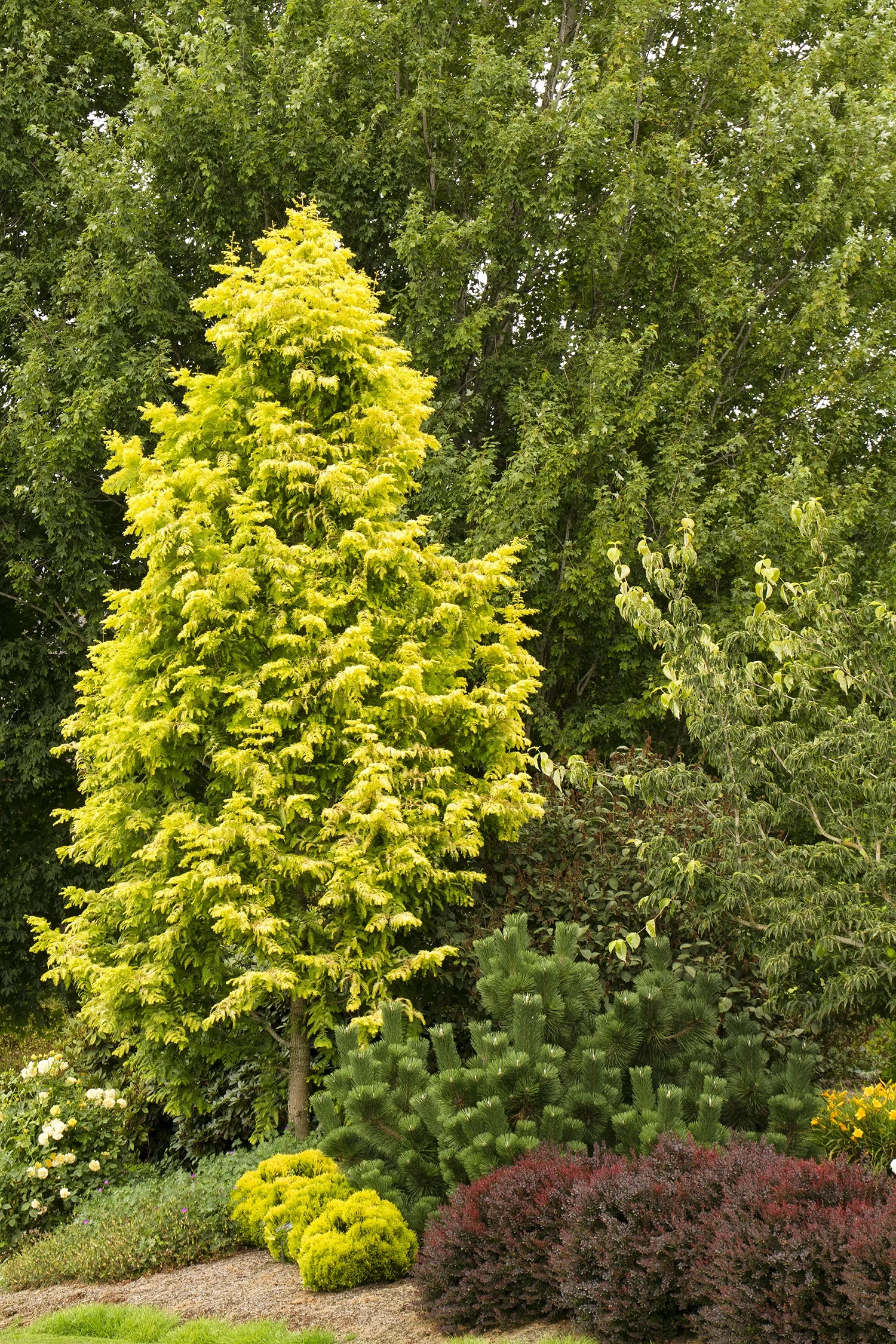 Gold Rush Dawn Redwood 2 Gold Rush Dawn Redwood