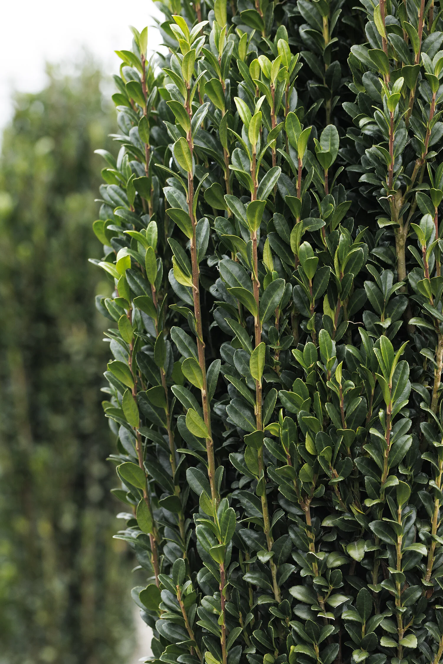 Sky Pencil Japanese Holly