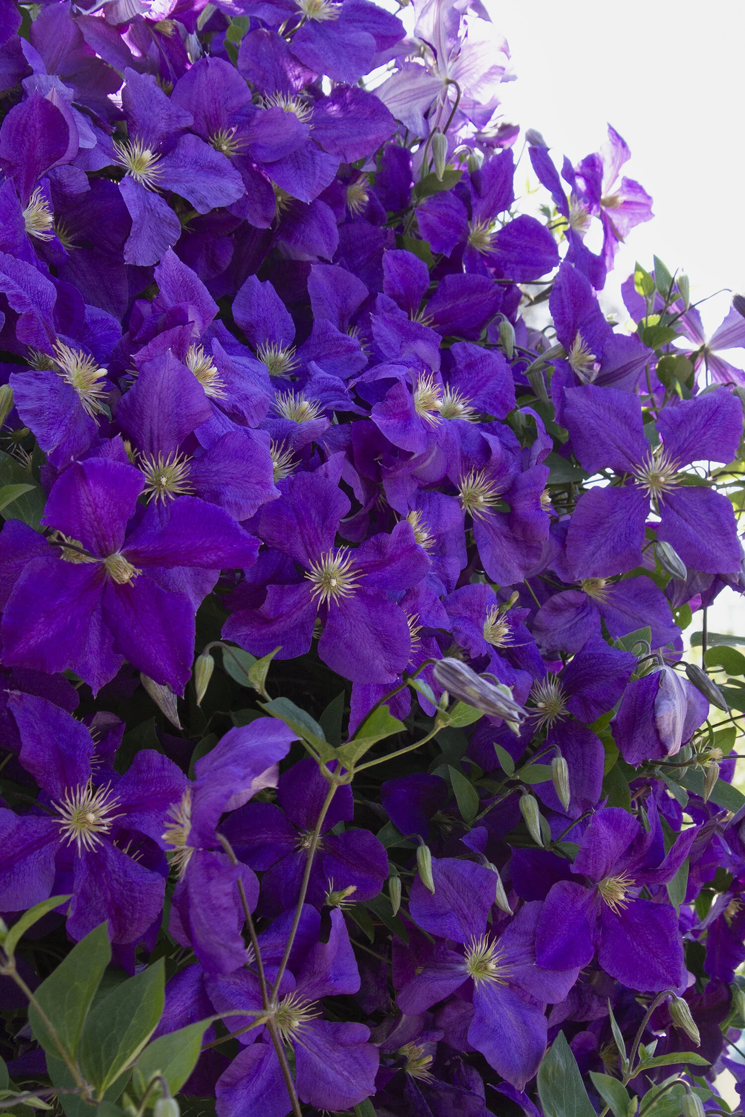 Jackman Superba Clematis 7 Jackman Superba Clematis