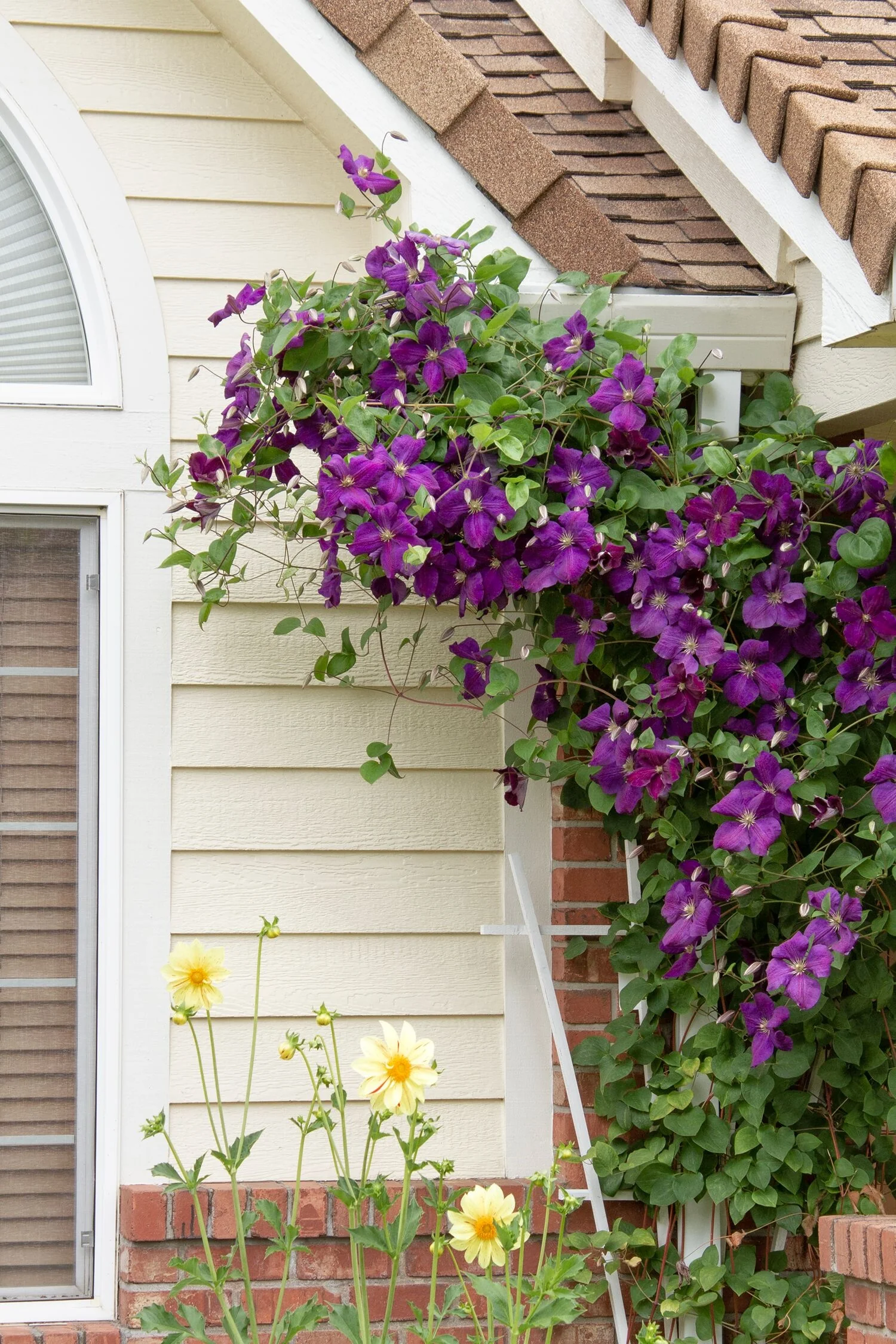 Jackman Superba Clematis 2 Jackman Superba Clematis