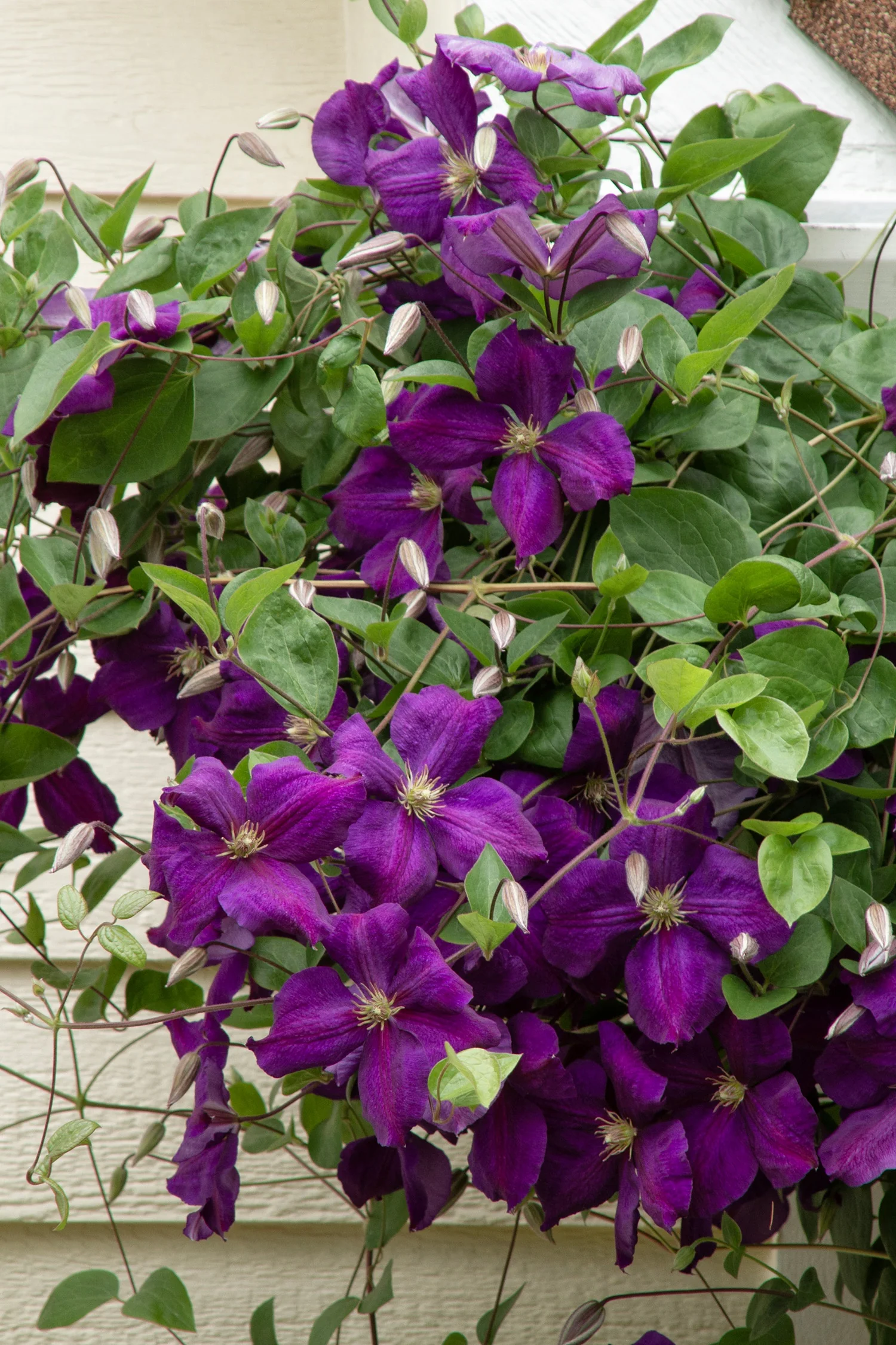 Jackman Superba Clematis 3 Jackman Superba Clematis