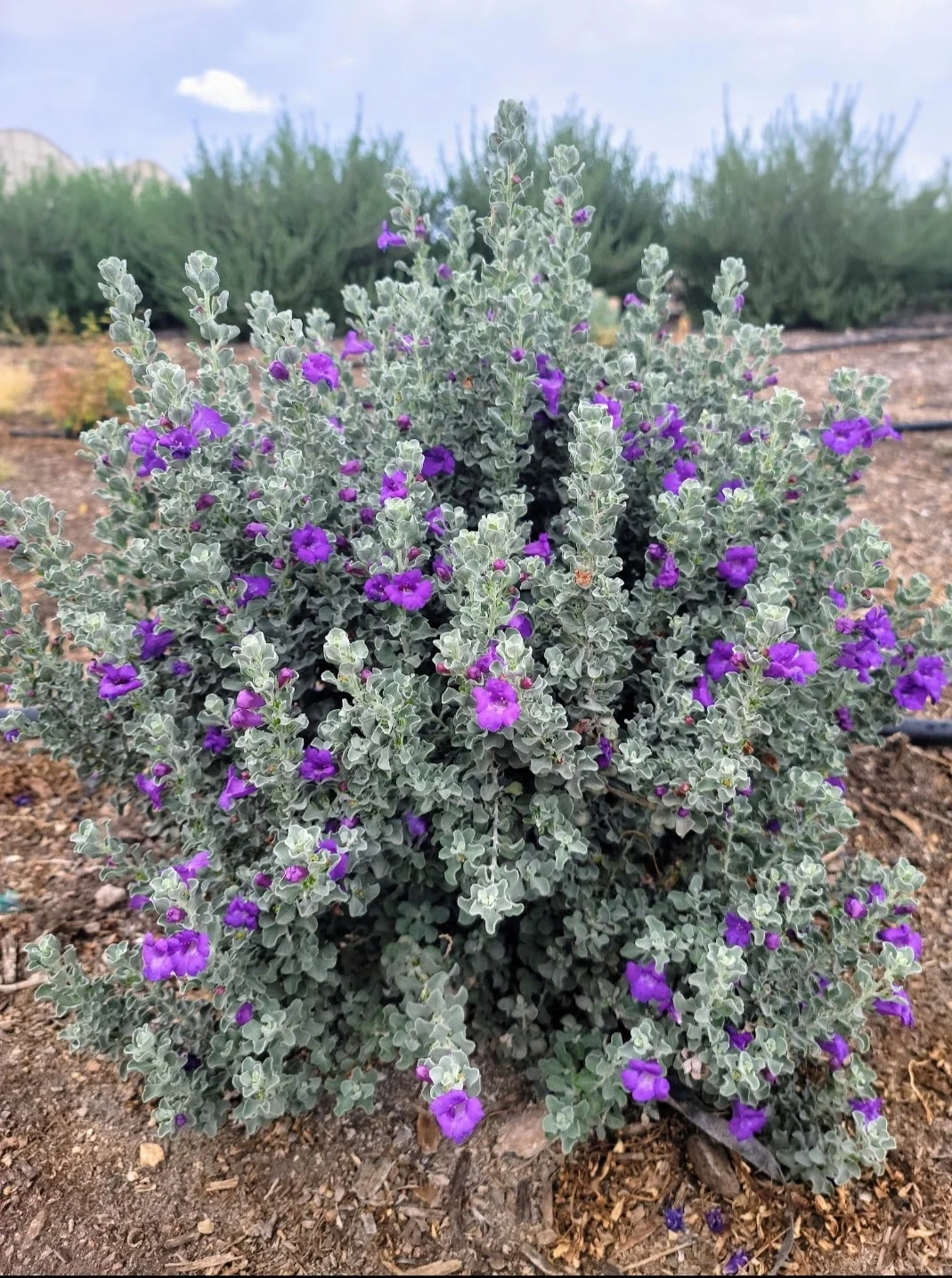 Microburst Texas Sage 2 Microburst Texas Sage