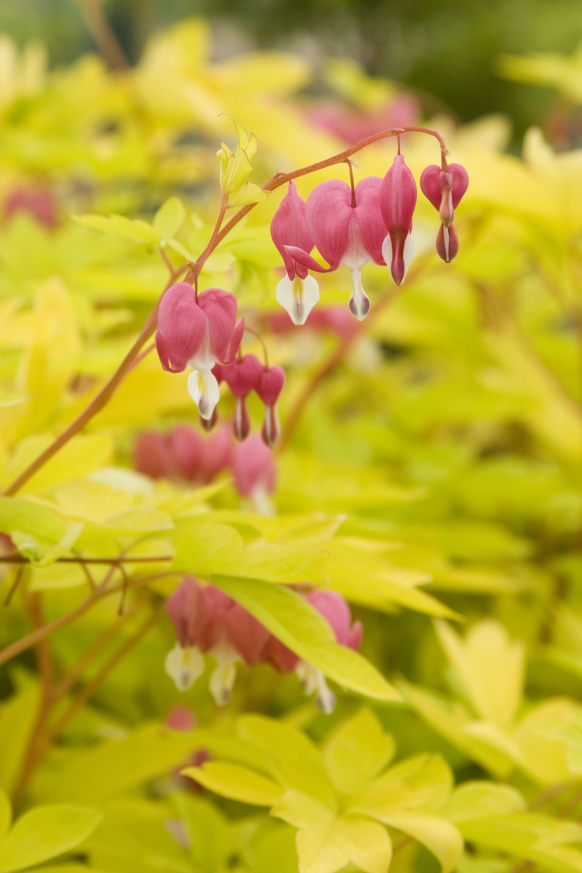 Gold Heart Bleeding Heart