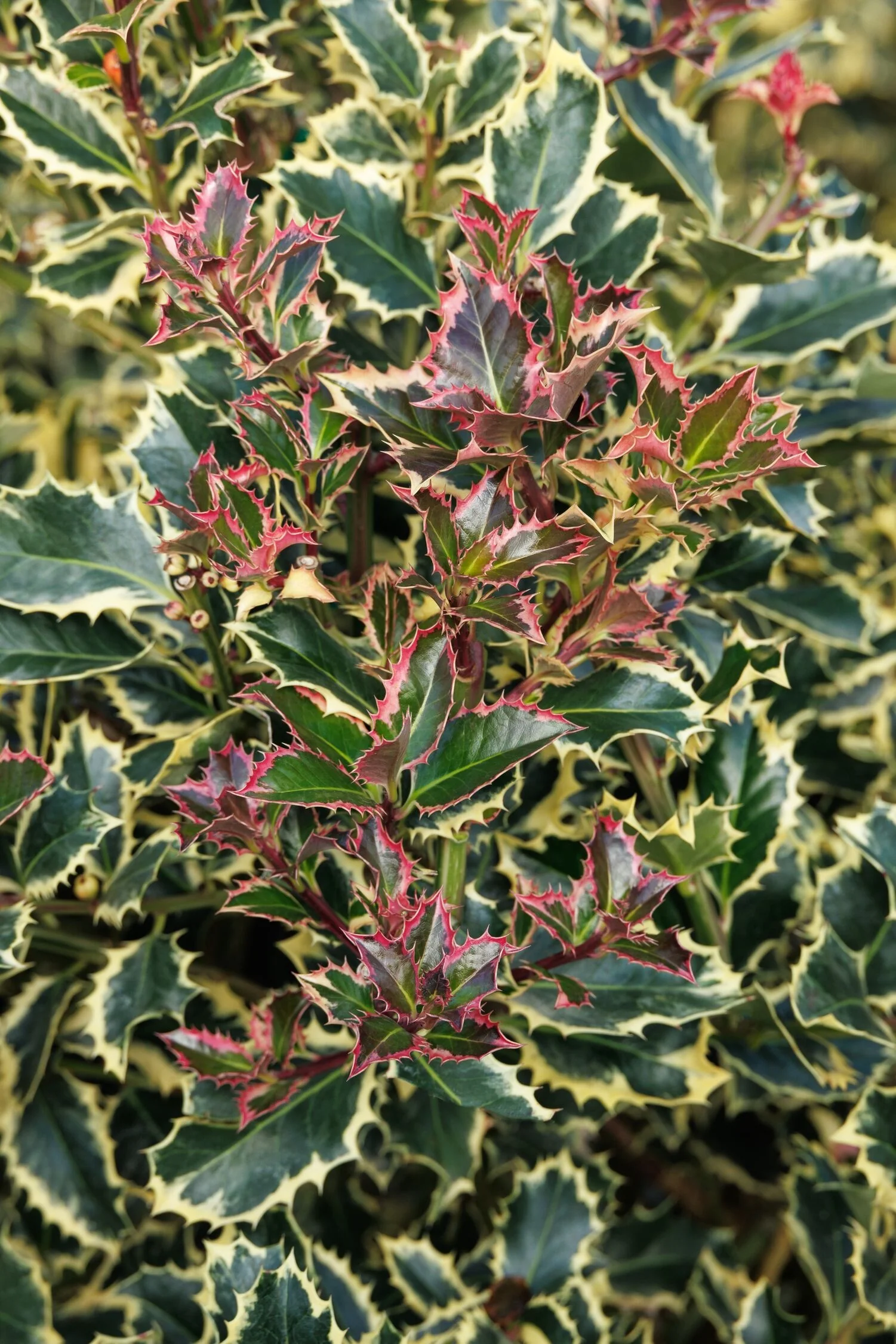 Variegated English Holly