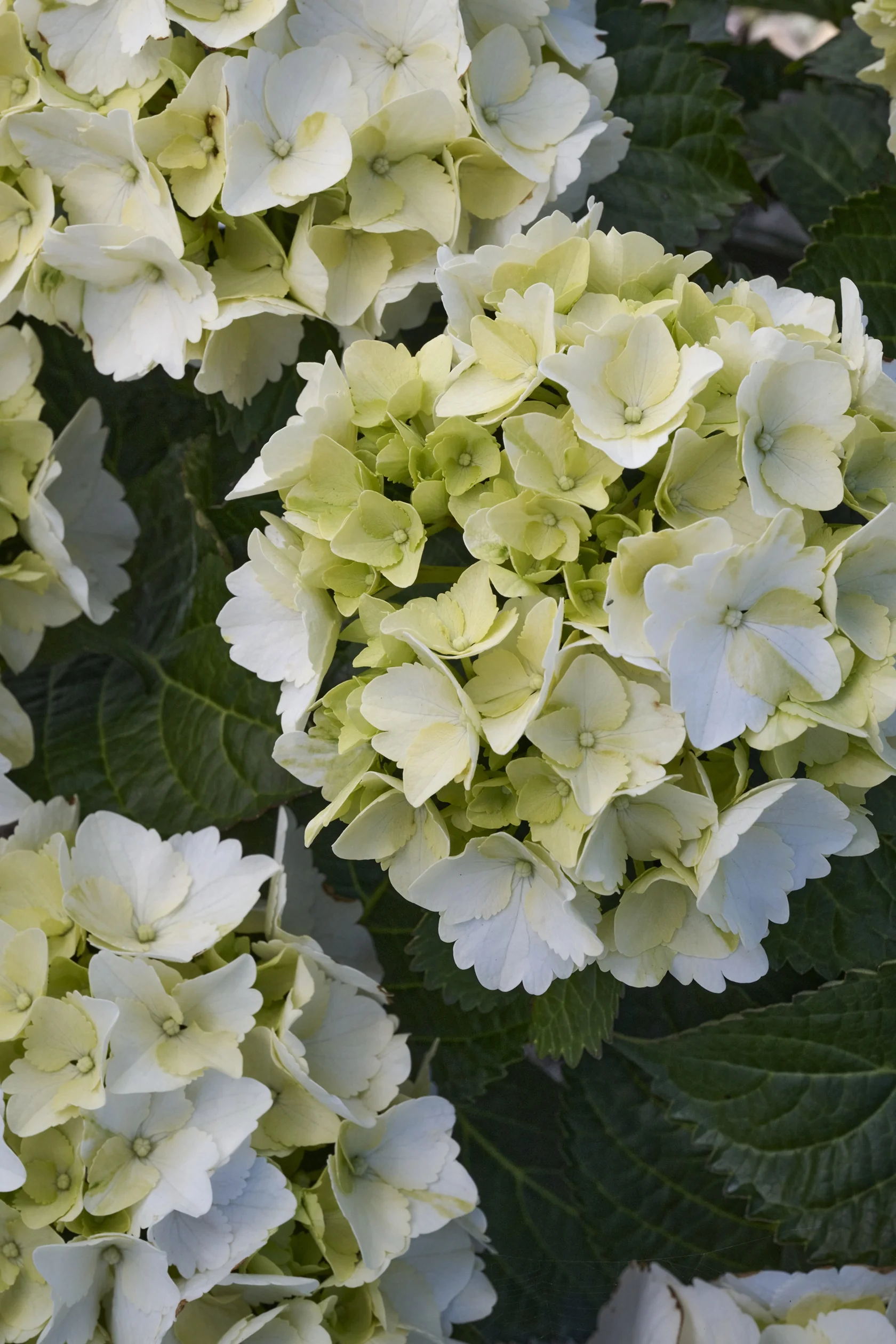 My Beautiful Akito Hydrangea