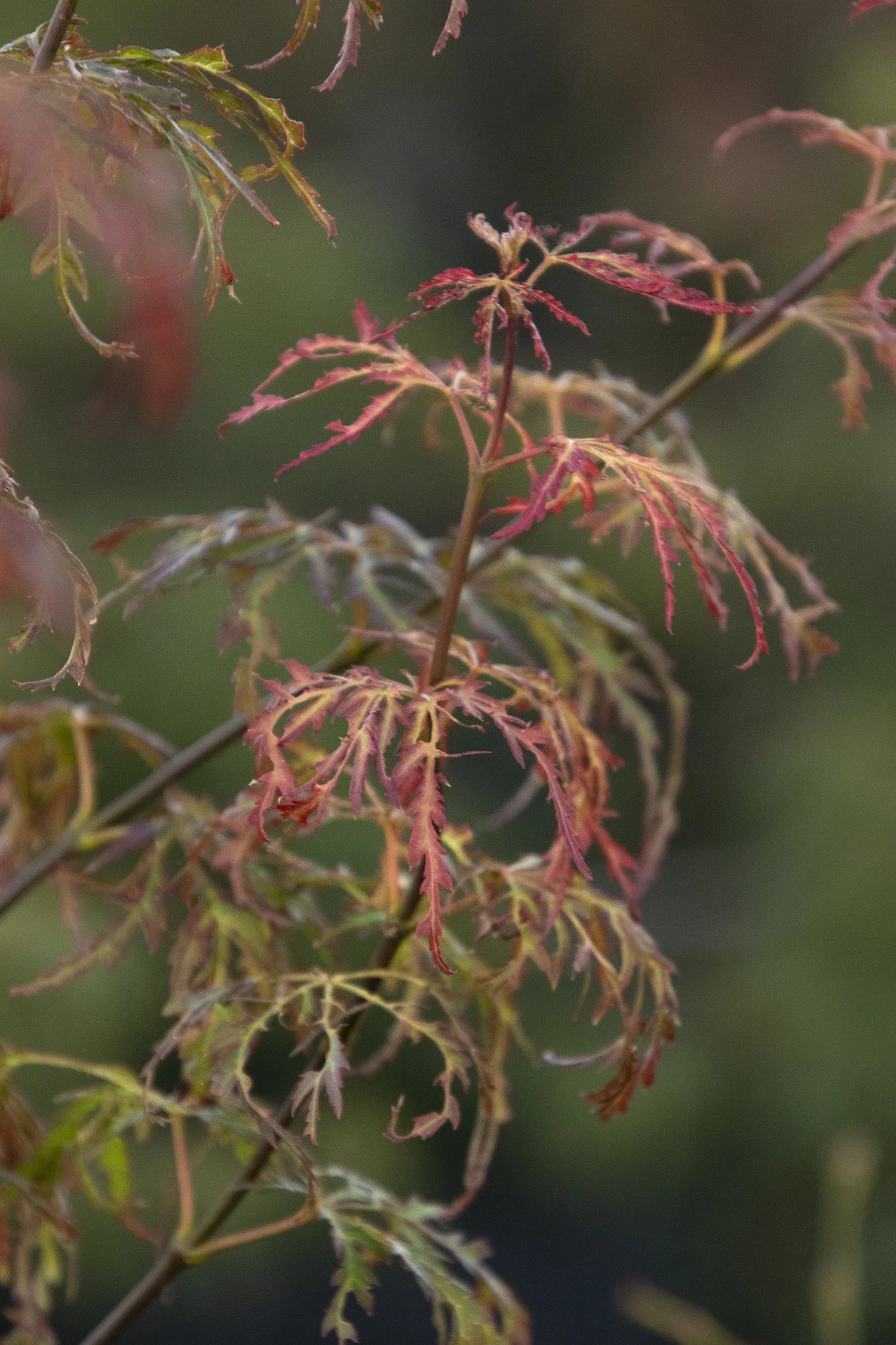 Jeddeloh Orange Japanese Maple 5 Jeddeloh Orange Japanese Maple