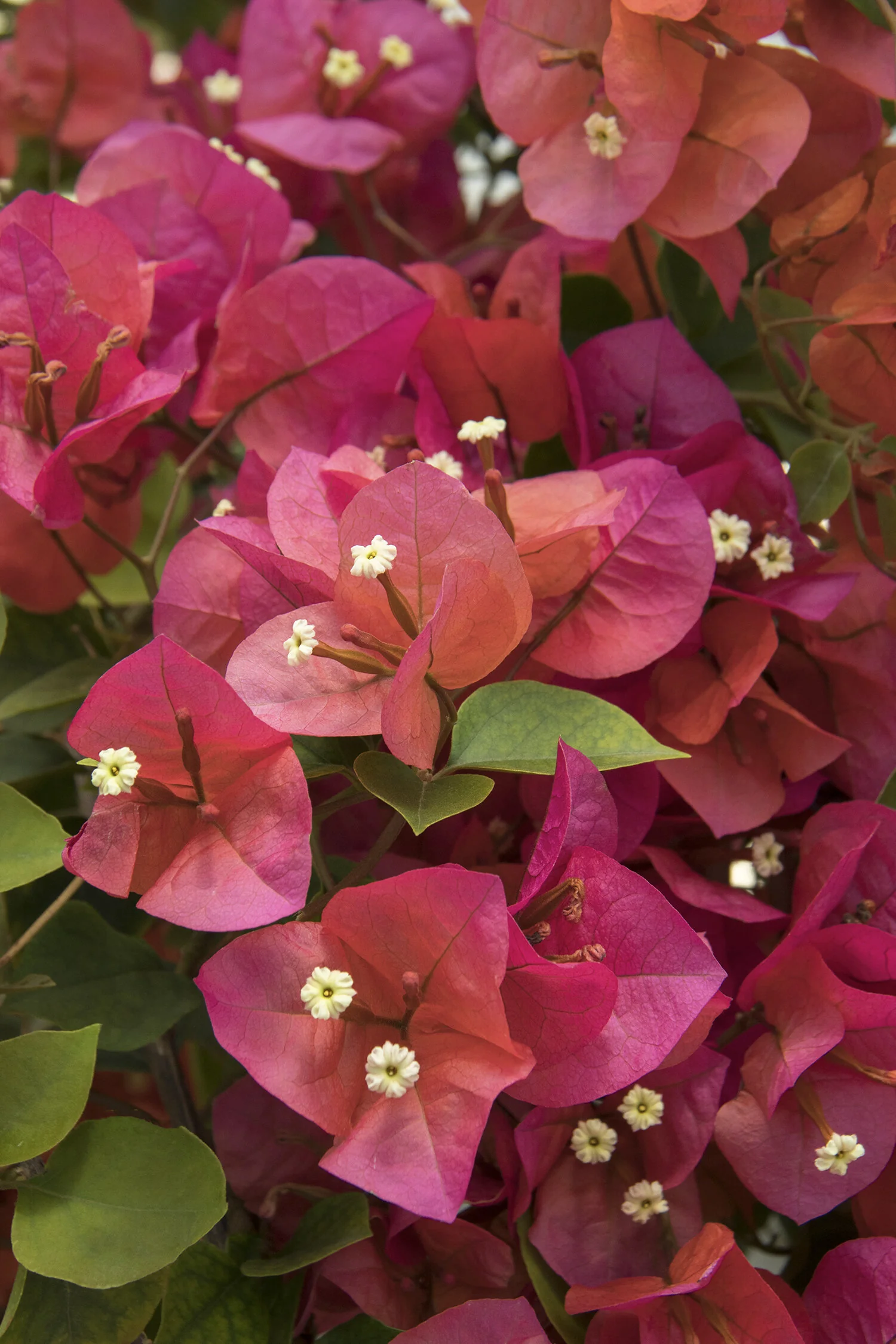 Camarillo Fiesta® Bougainvillea 1 Camarillo Fiesta® Bougainvillea