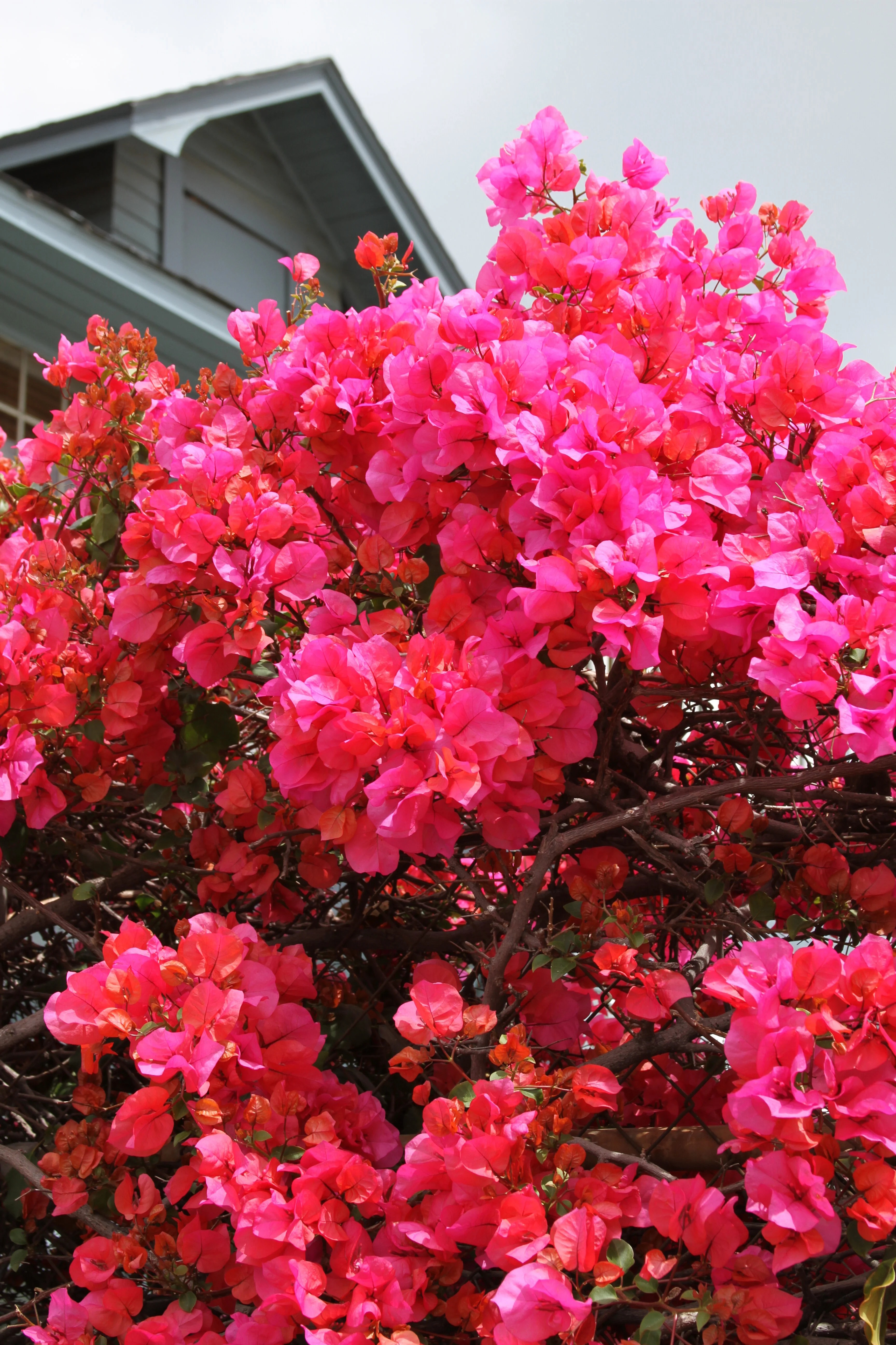 Camarillo Fiesta® Bougainvillea 2 Camarillo Fiesta® Bougainvillea
