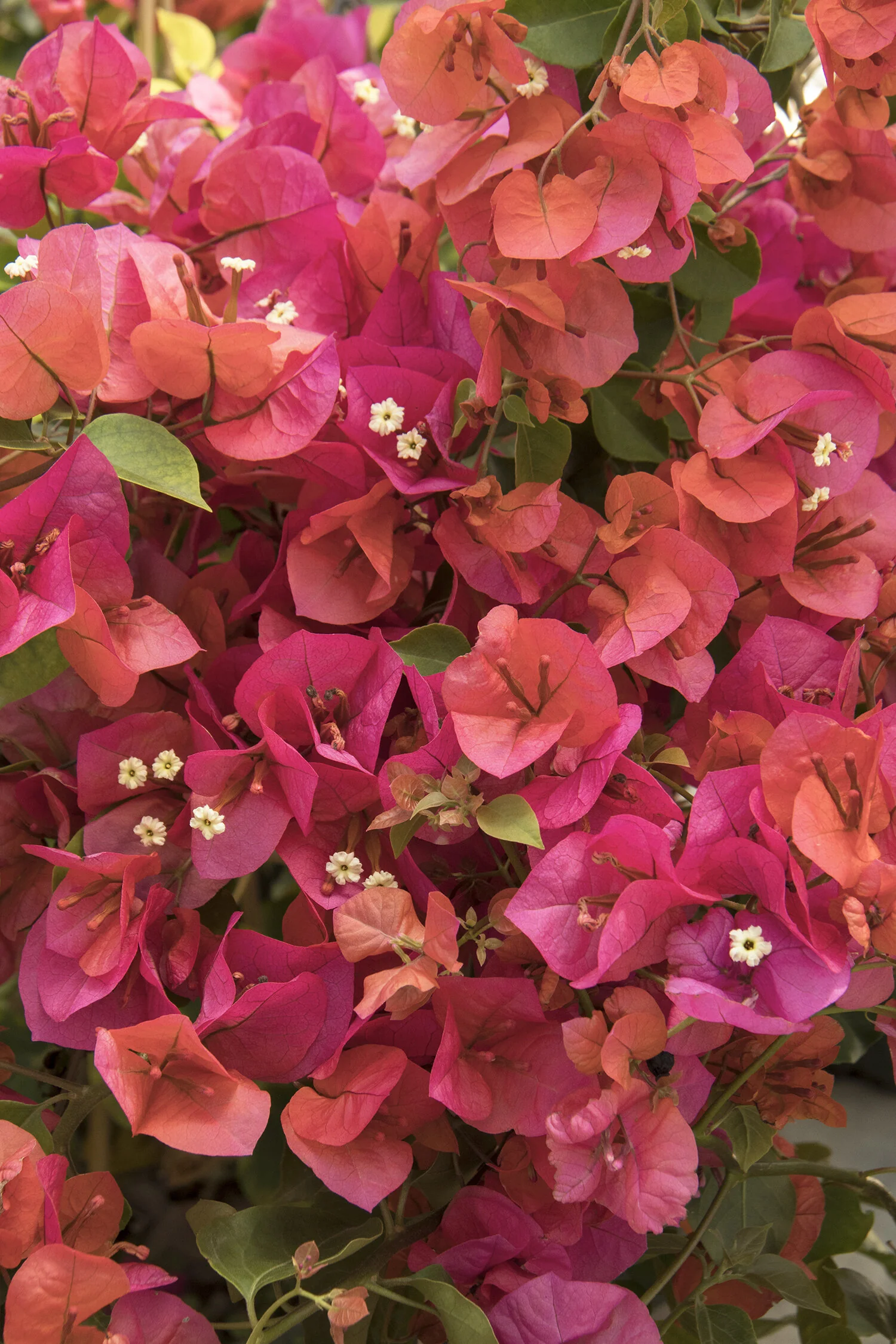 Camarillo Fiesta® Bougainvillea 3 Camarillo Fiesta® Bougainvillea