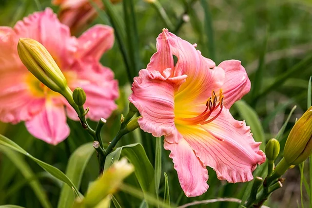 Happy Ever Appster® Rosy Returns Daylily 7 Happy Ever Appster® Rosy Returns Daylily