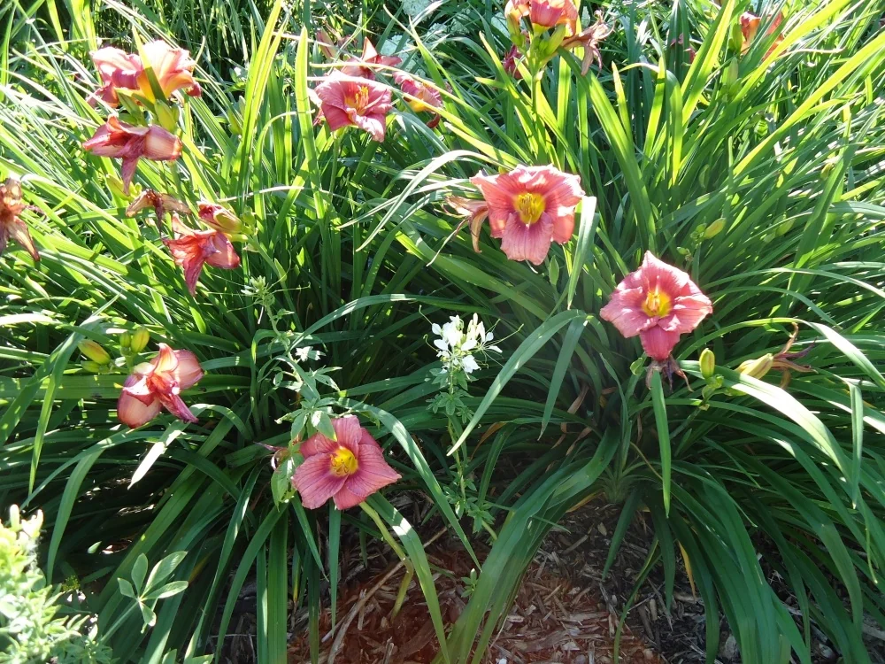 Happy Ever Appster® Rosy Returns Daylily 2 Happy Ever Appster® Rosy Returns Daylily