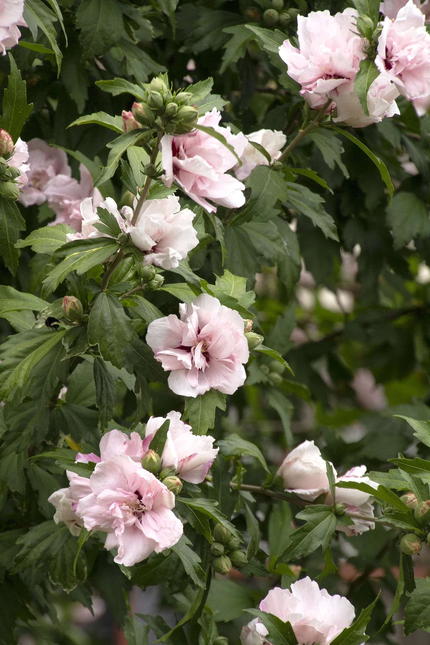 Blushing Bride Rose of Sharon 1 Blushing Bride Rose of Sharon