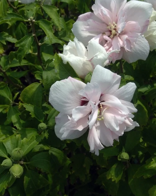 Blushing Bride Rose of Sharon 2 Blushing Bride Rose of Sharon