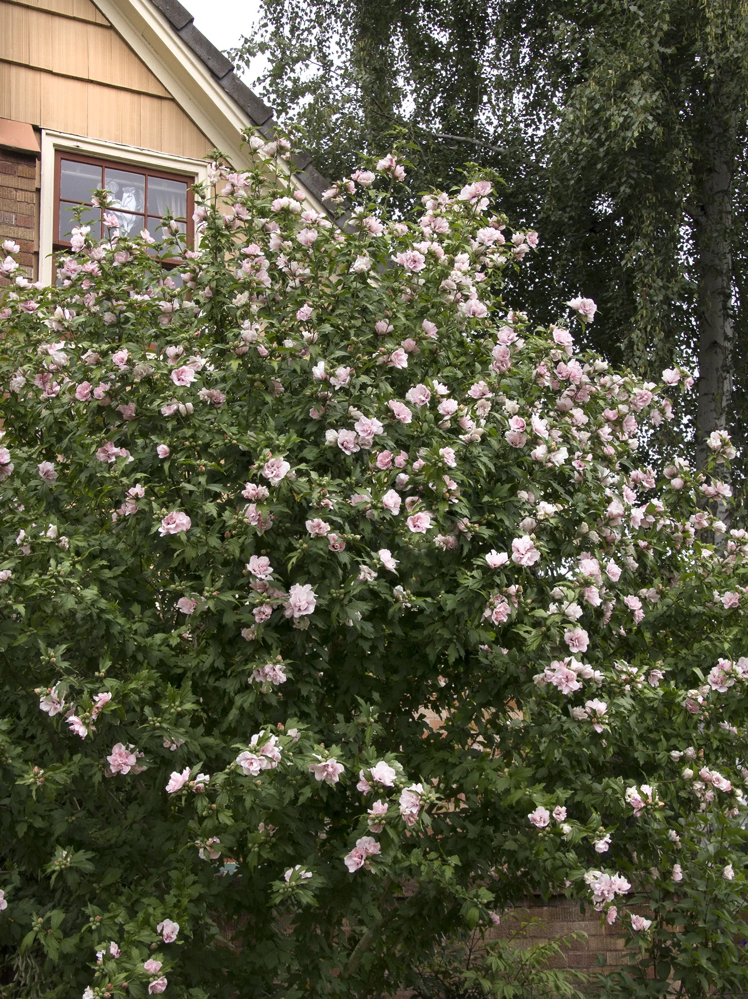 Blushing Bride Rose of Sharon 3 Blushing Bride Rose of Sharon