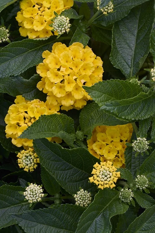 Fiesta™ Piña Lantana 6 Fiesta™ Piña Lantana