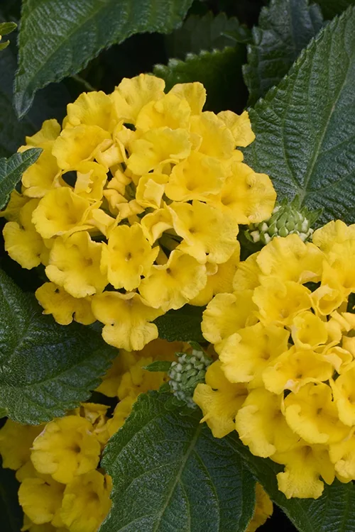 Fiesta™ Piña Lantana 2 Fiesta™ Piña Lantana