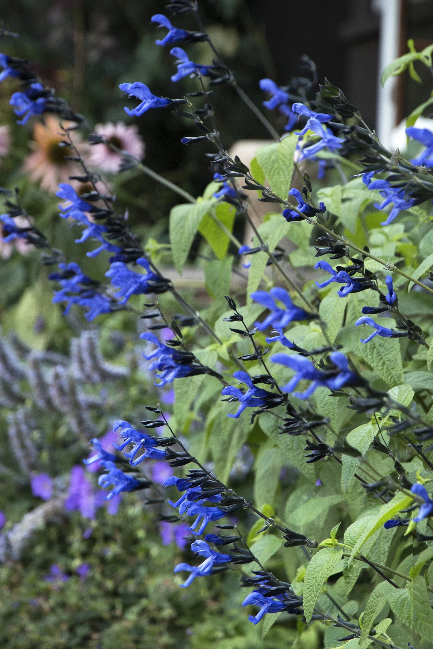 Black & Blue Salvia