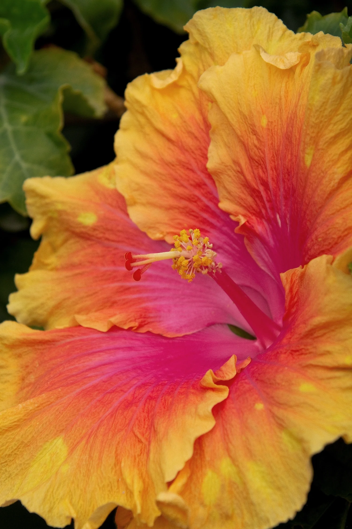 The Path Hibiscus