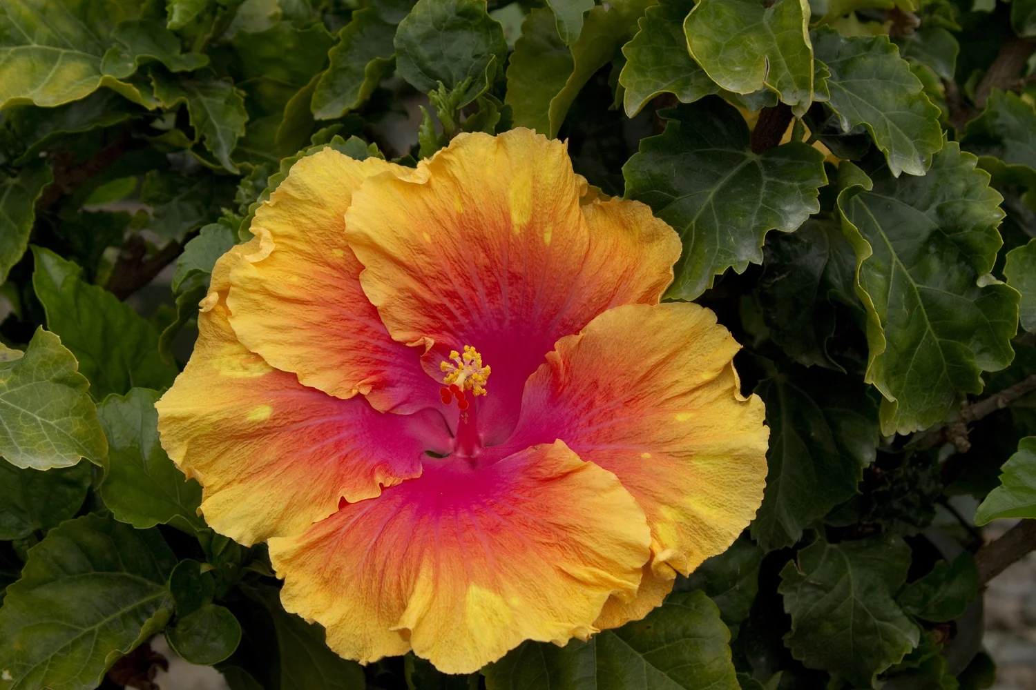 The Path Hibiscus 2 The Path Hibiscus